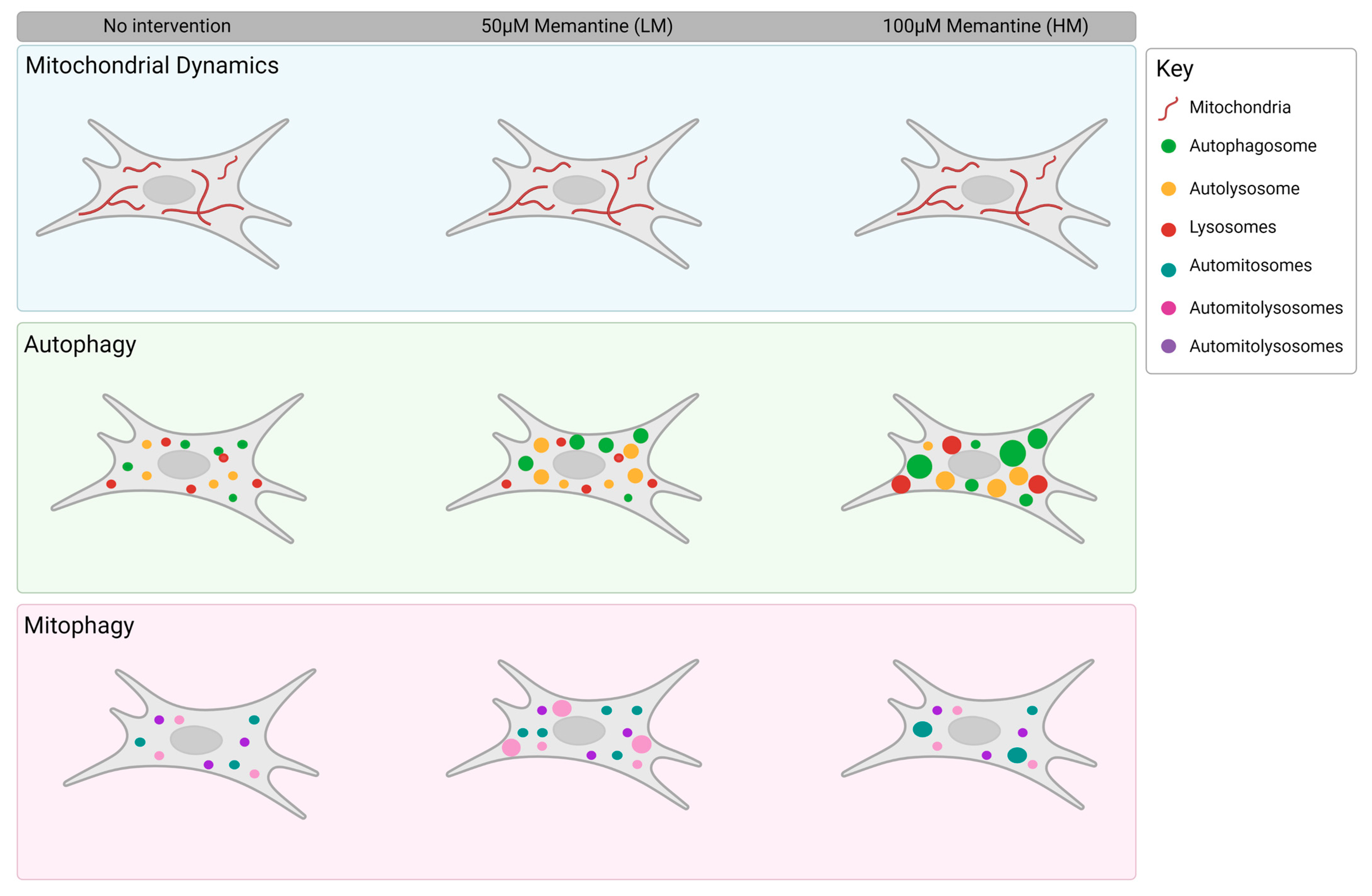 Cells 12 01726 g005 Cells 12 01726 g005