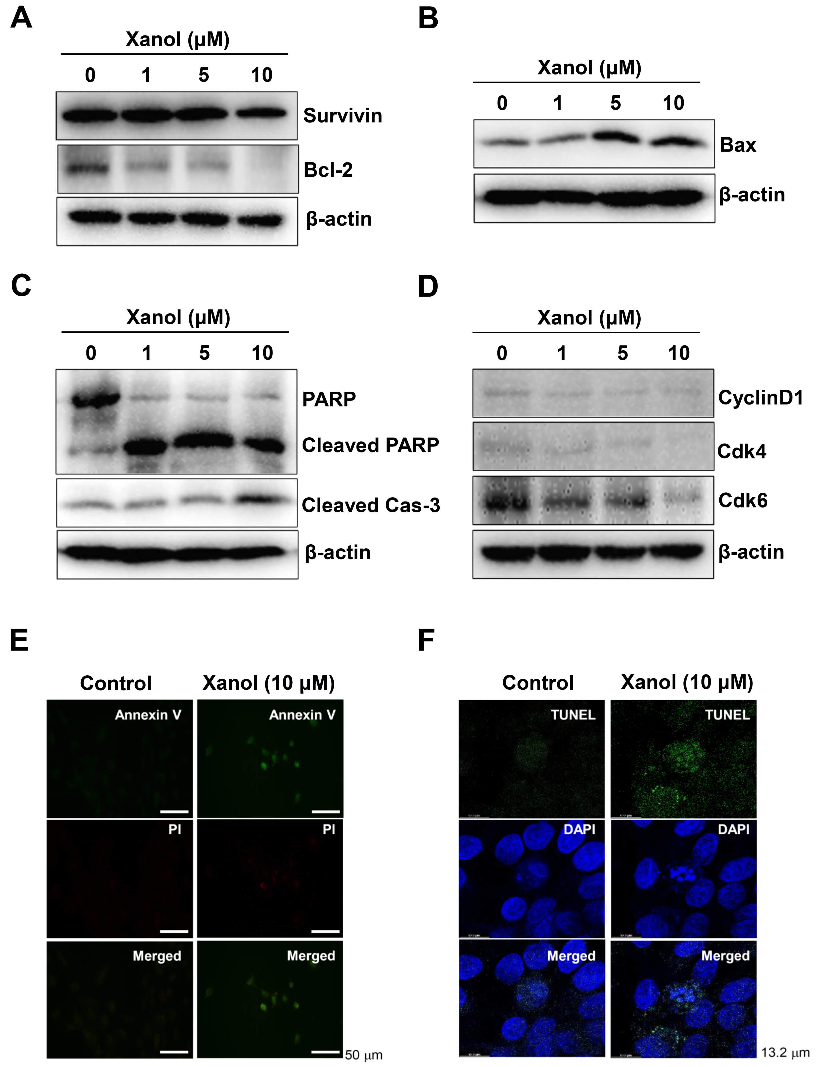 Cells 12 01768 g002a