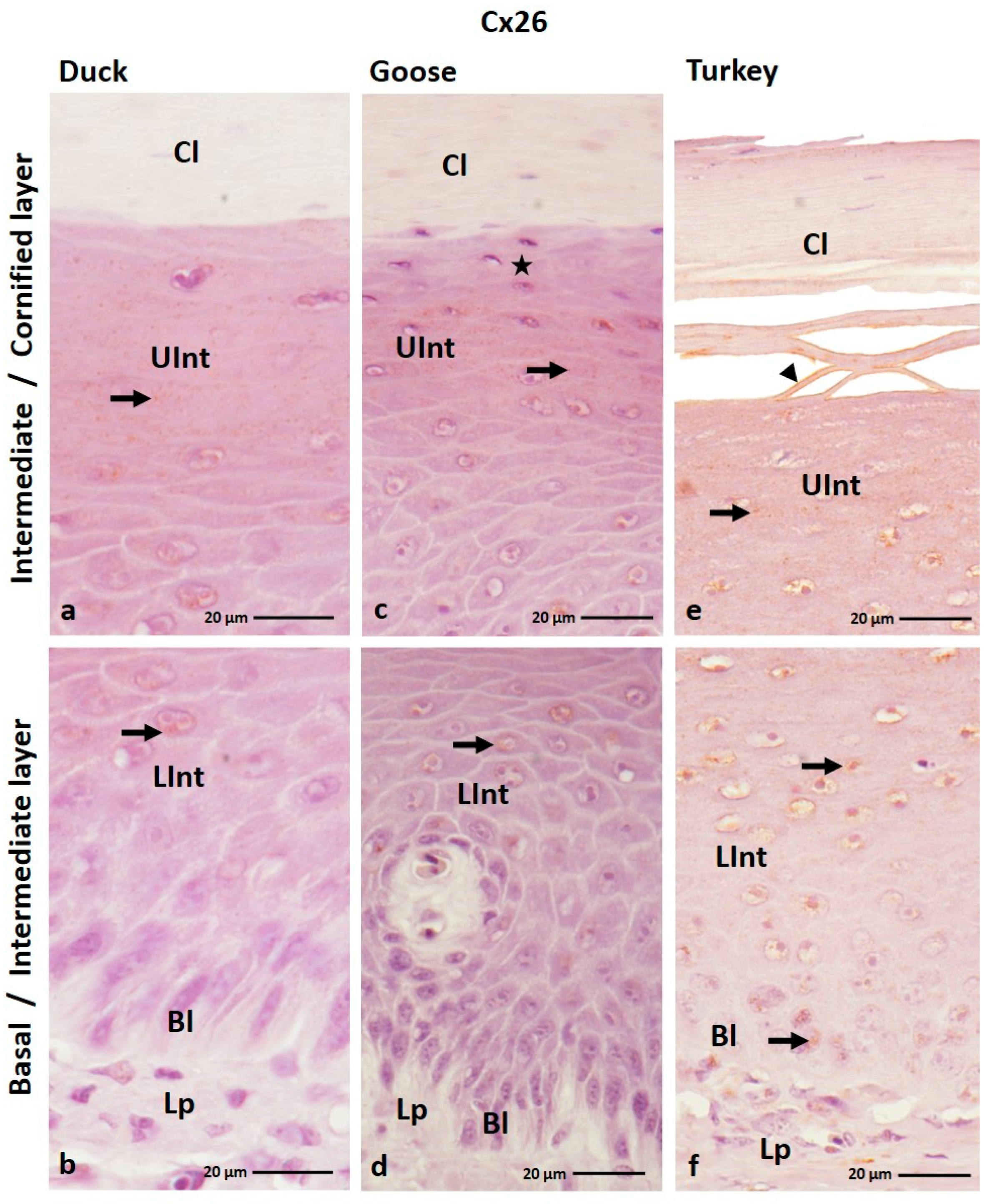 Cells 12 01776 g001 Cells 12 01776 g001