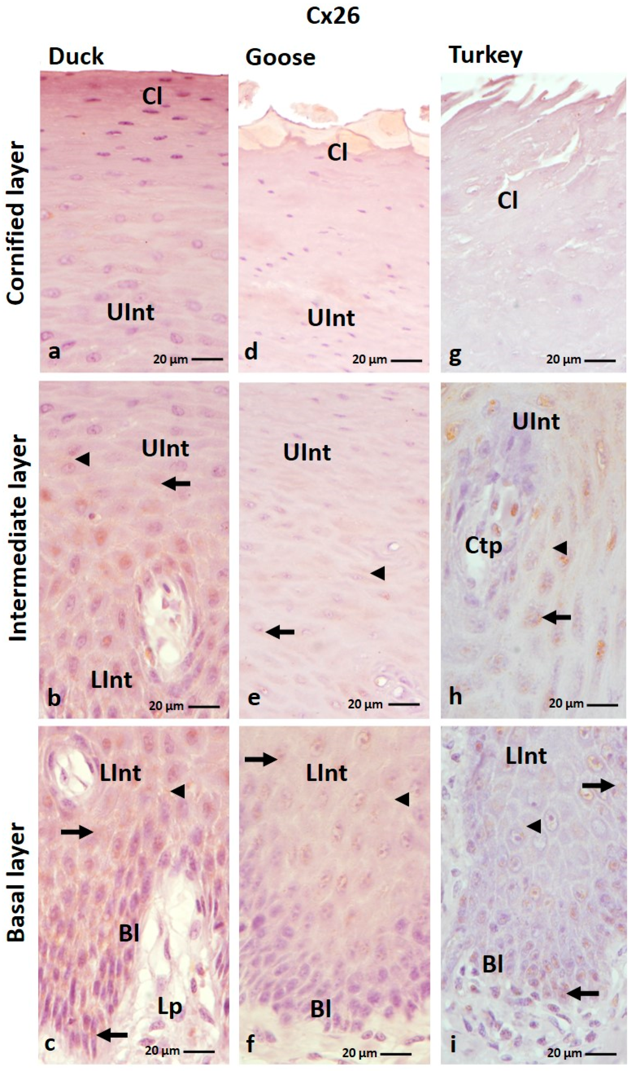 Cells 12 01776 g002 Cells 12 01776 g002