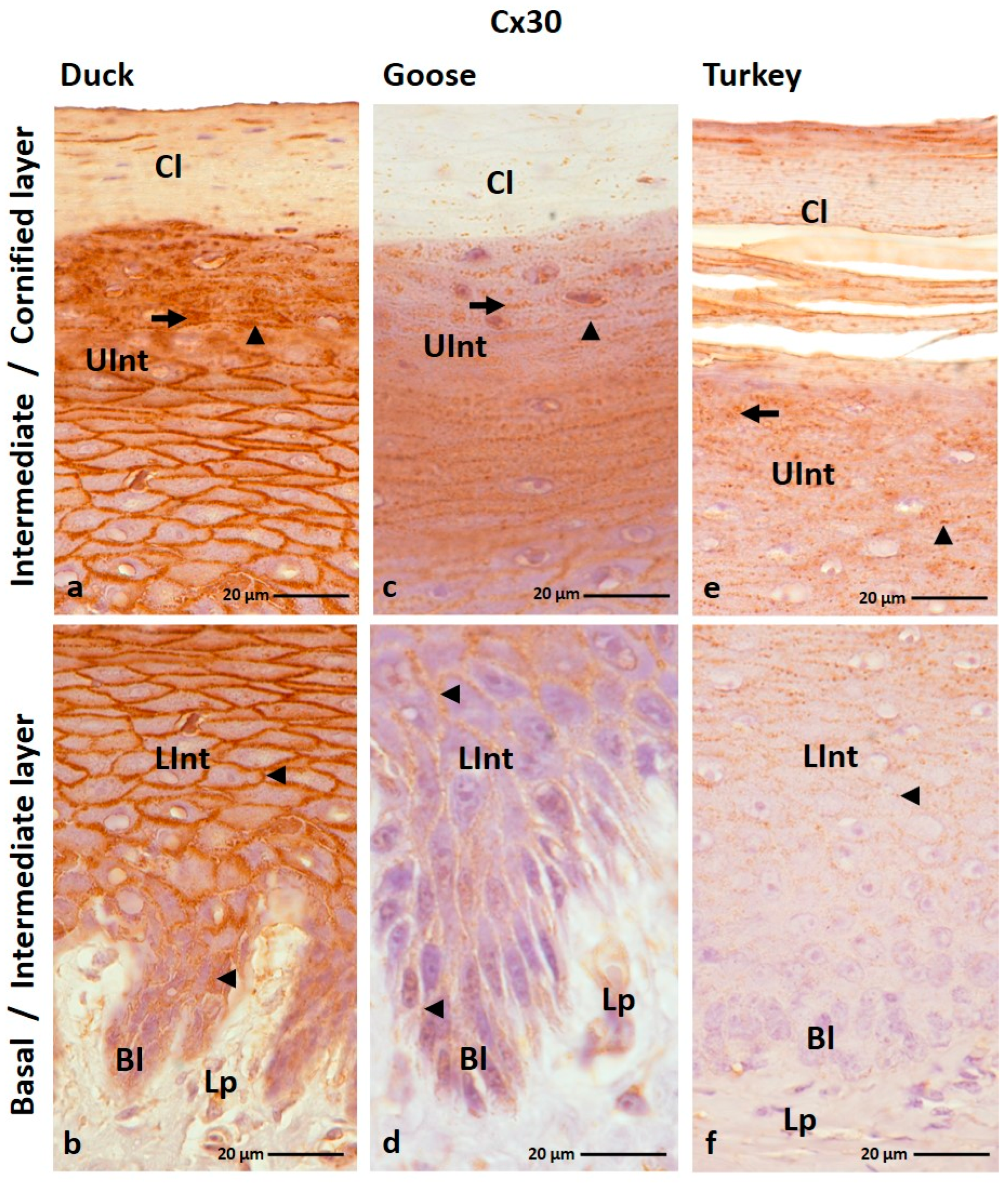 Cells 12 01776 g003 Cells 12 01776 g003