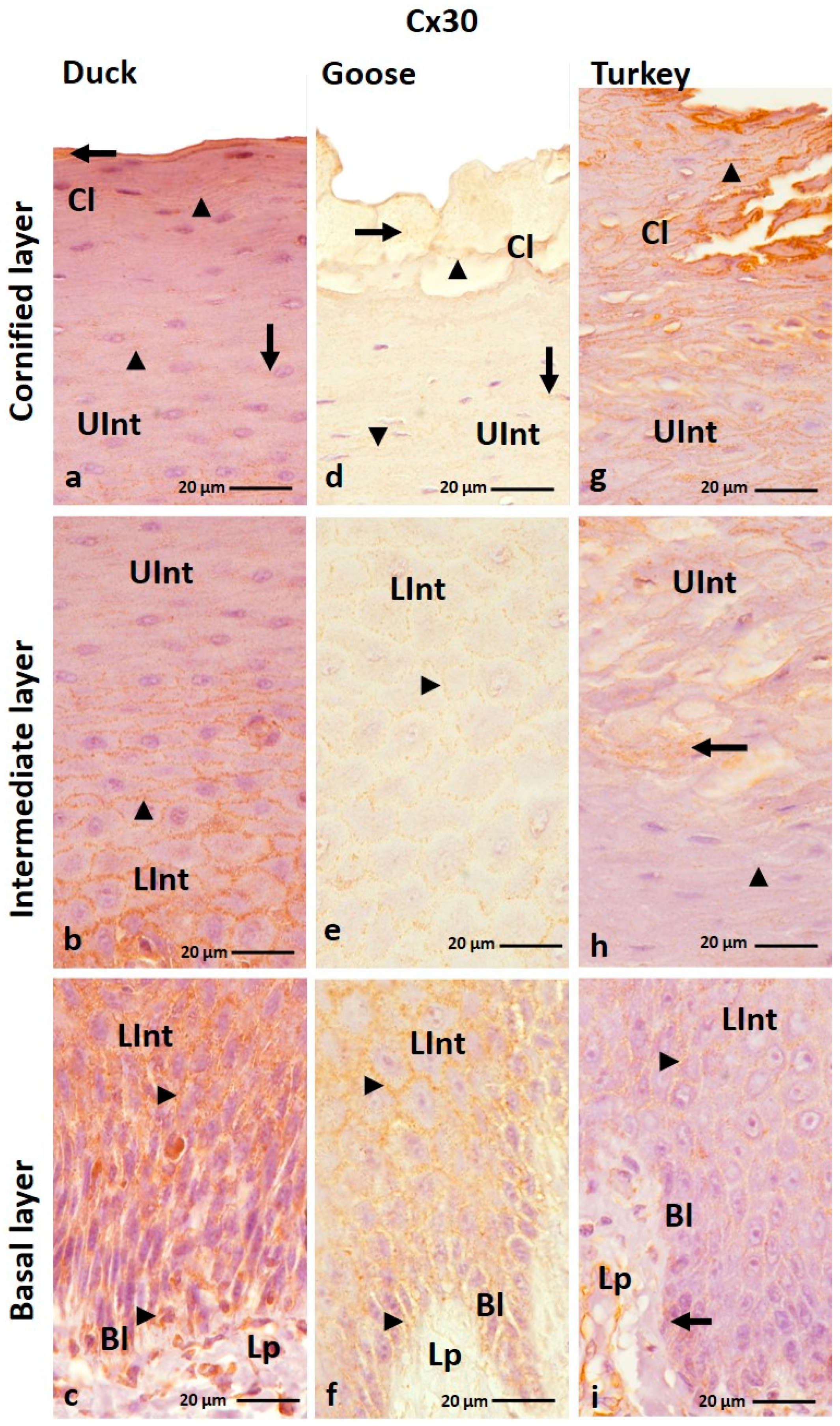 Cells 12 01776 g004 Cells 12 01776 g004