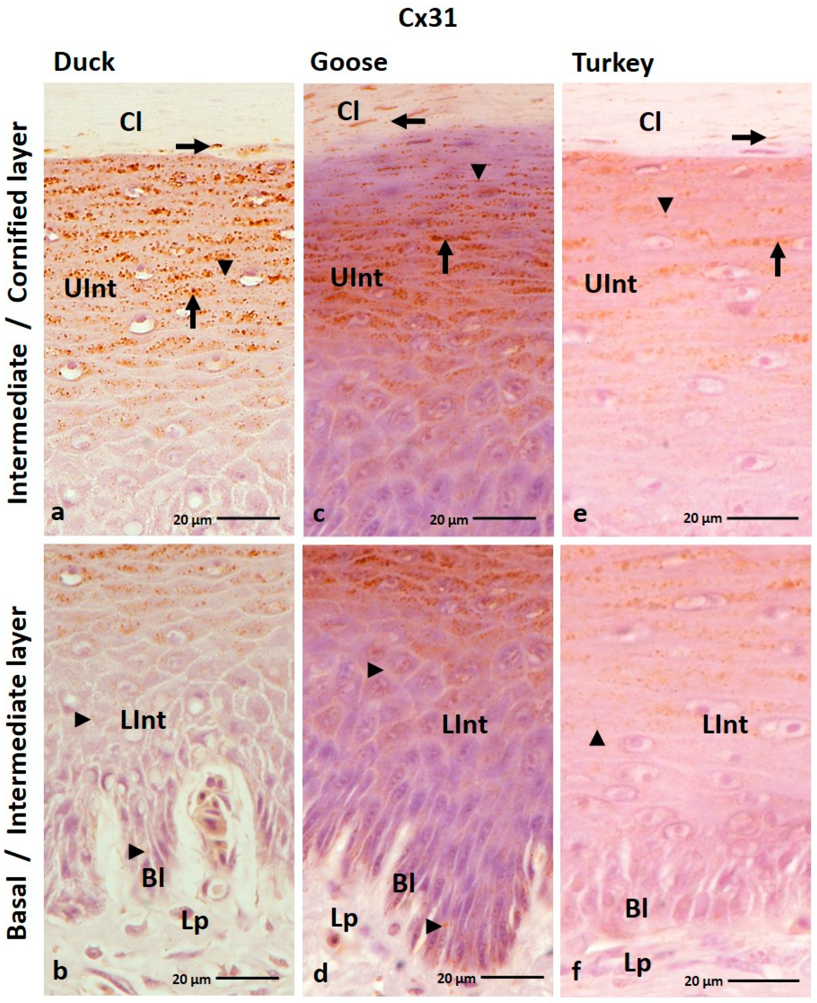 Cells 12 01776 g005 Cells 12 01776 g005