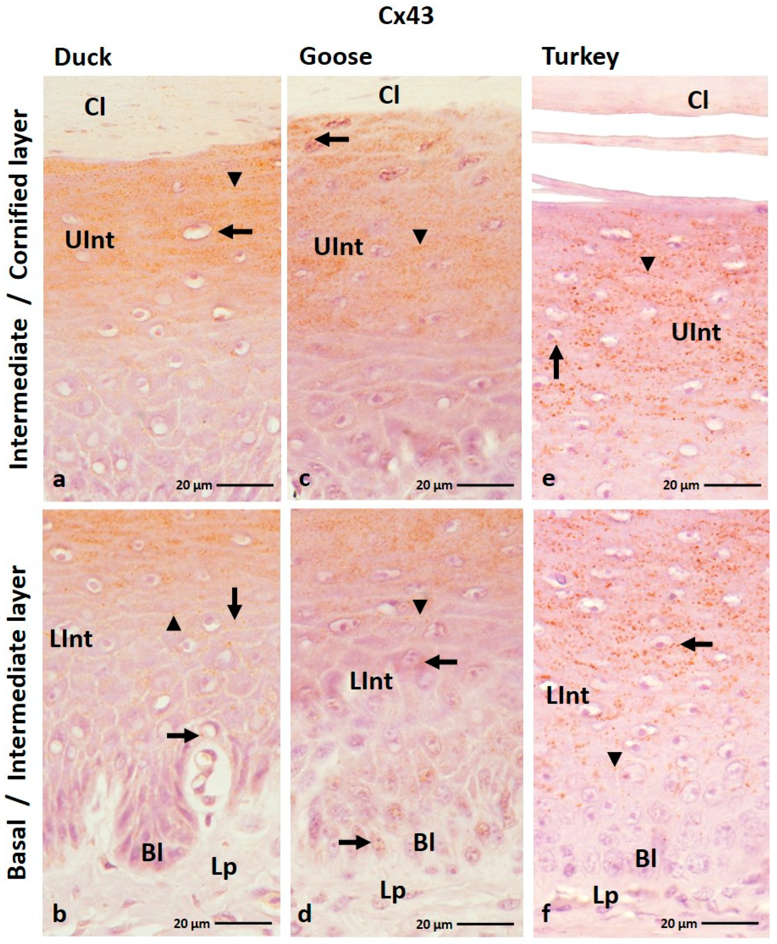 Cells 12 01776 g009 Cells 12 01776 g009