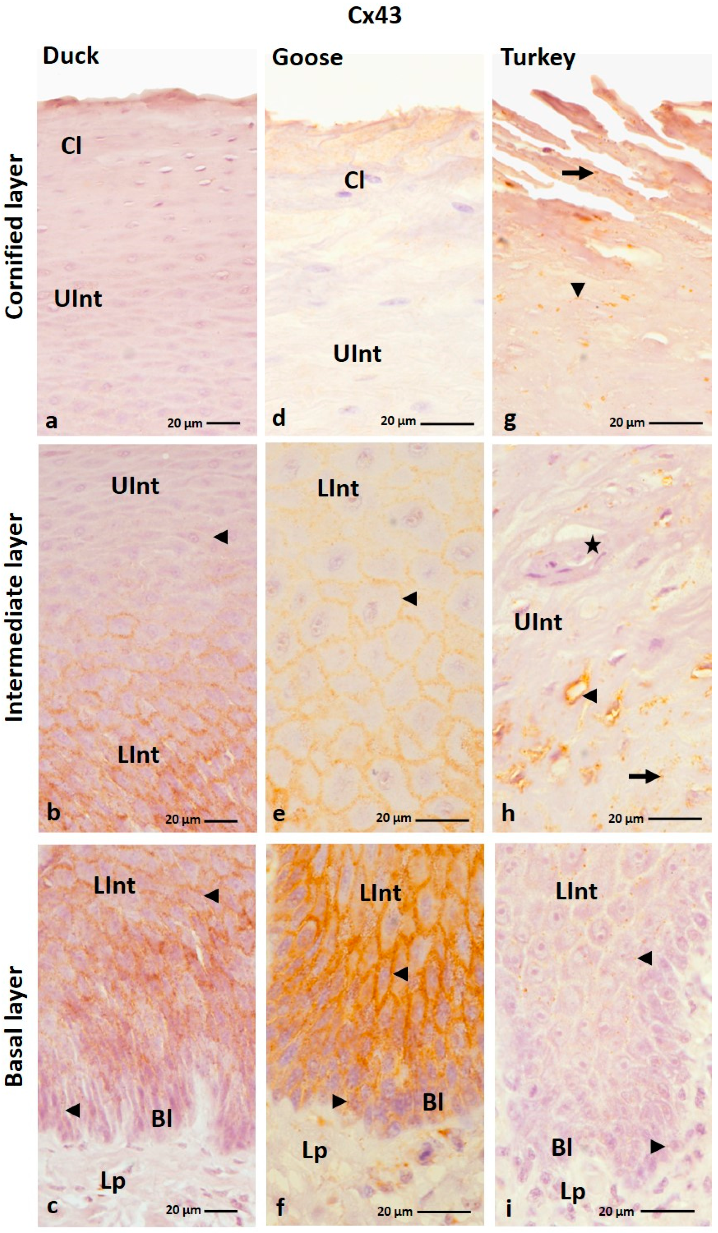 Cells 12 01776 g010 Cells 12 01776 g010