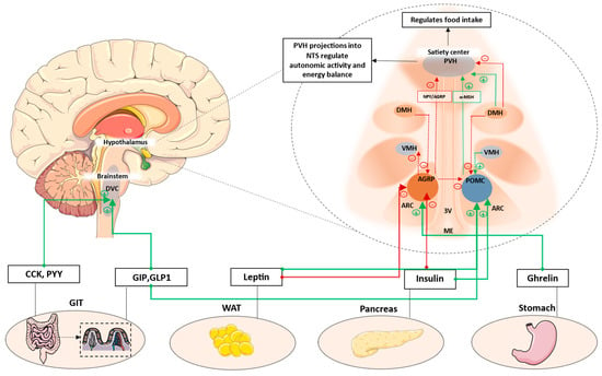 TrkB-expressing paraventricular hypothalamic neurons suppress
