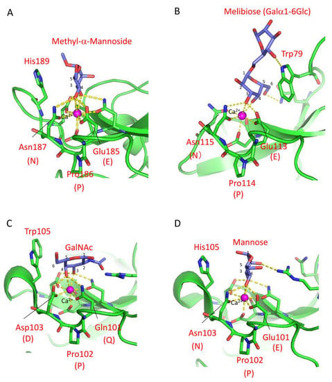 From structure to function – Ligand recognition by myeloid C-type