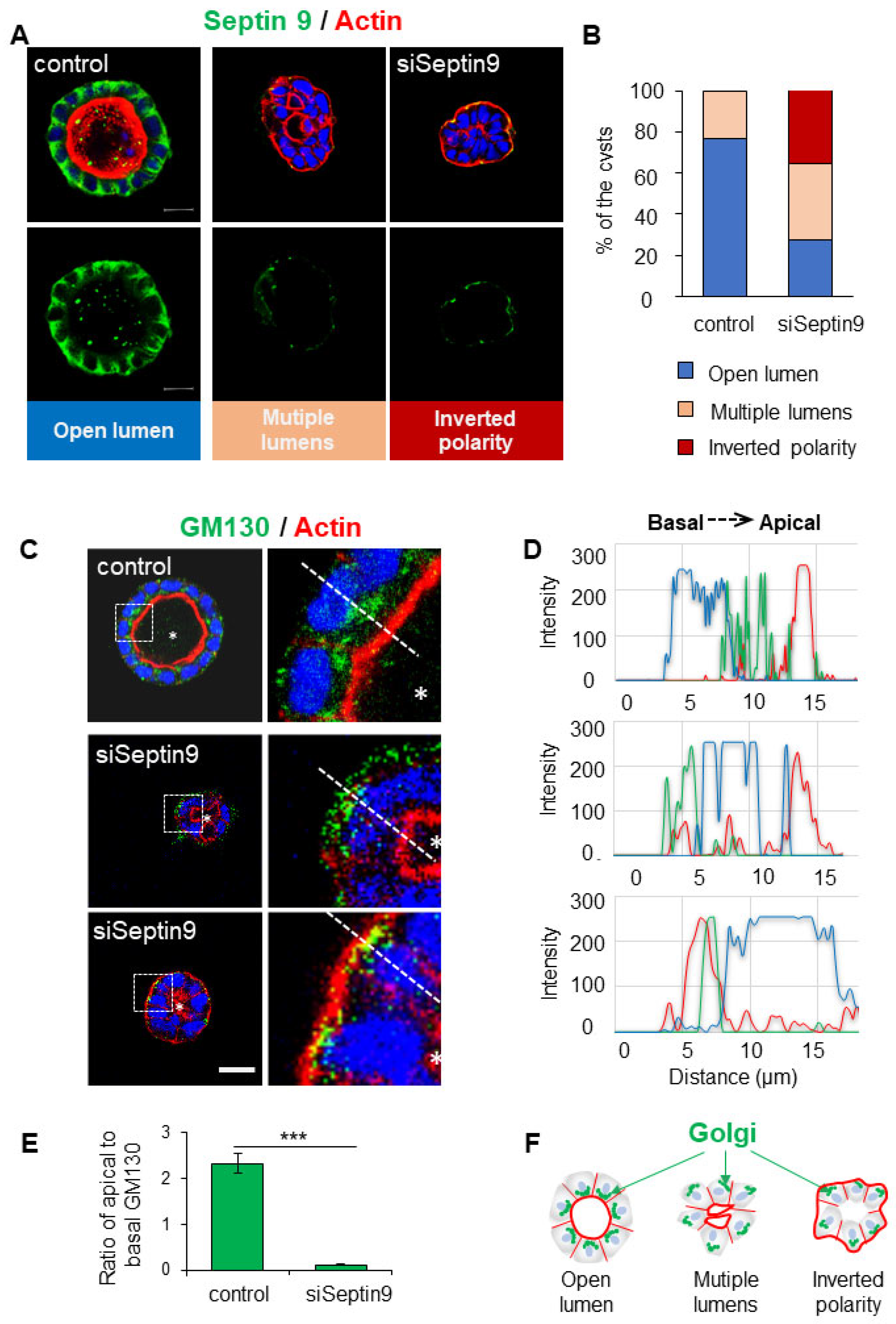 Cells | Free Full-Text | Septin 9 Orients the Apico–Basal