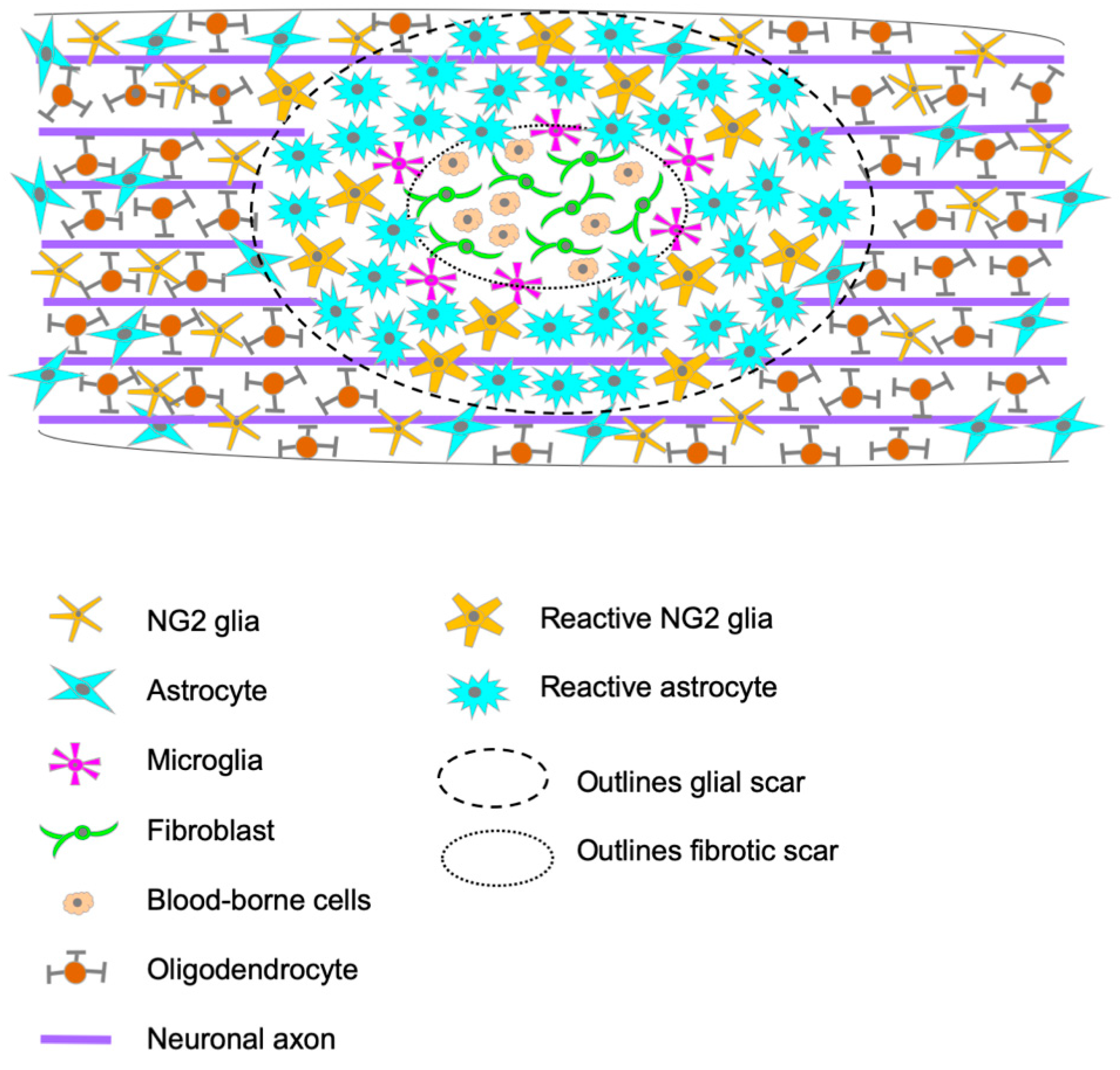 Cells | Free Full-Text | Understanding the Role of the Glial Scar