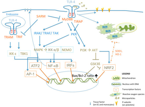 Cells | Free Full-Text | Toll-Like Receptors As Pro-Thrombotic.