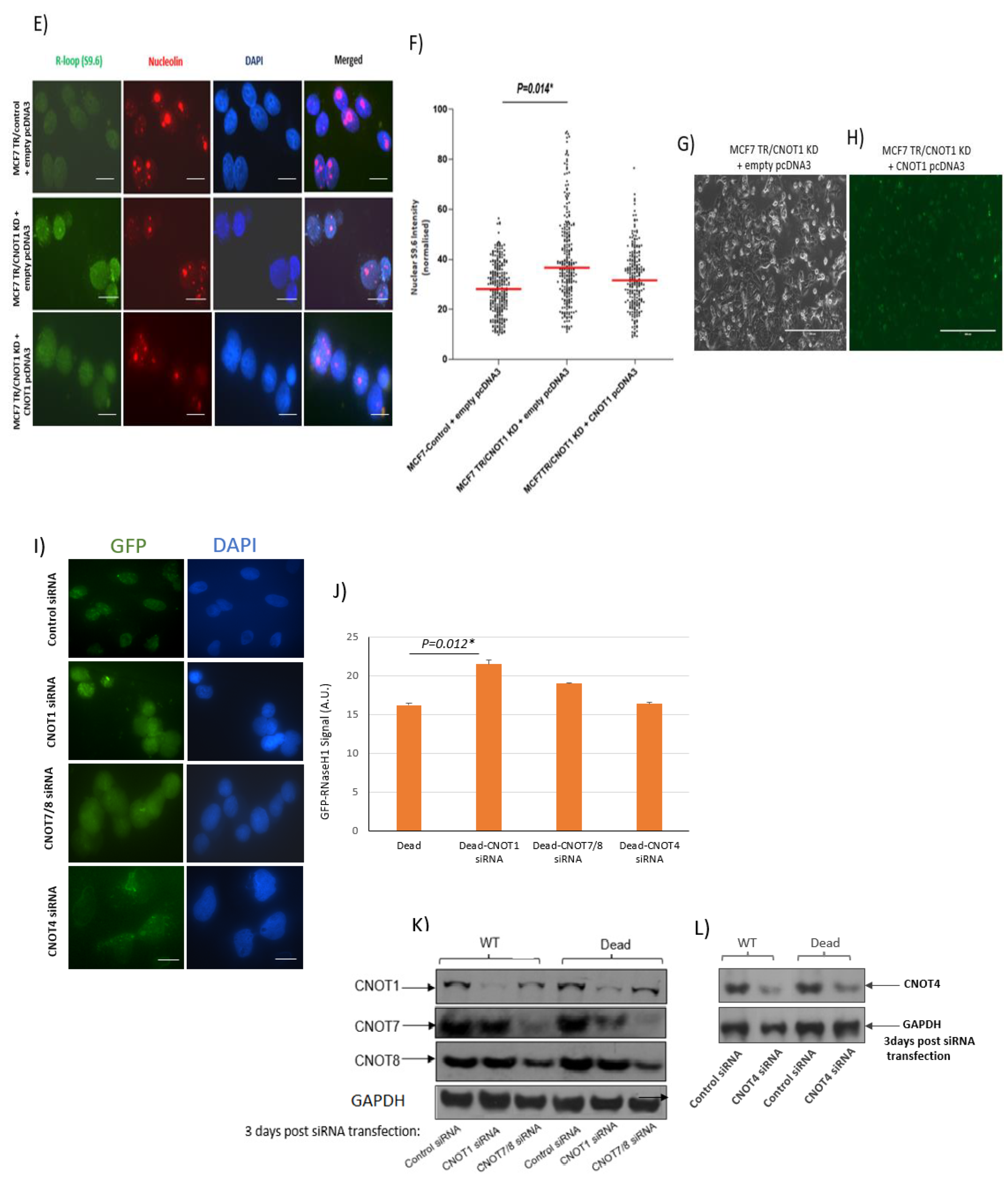 Cells 12 01868 g002b Cells 12 01868 g002b