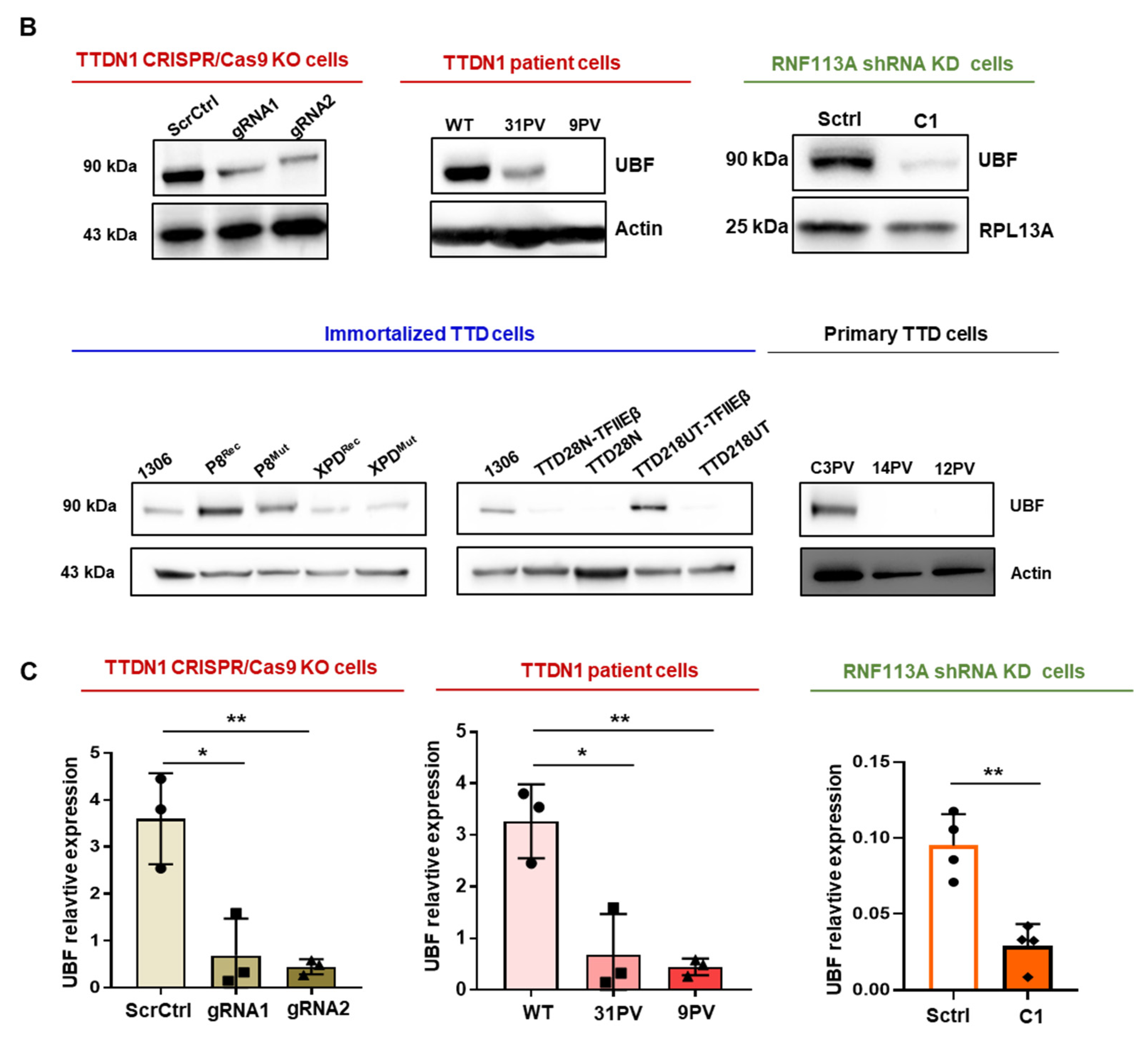 Cells 12 01877 g002b