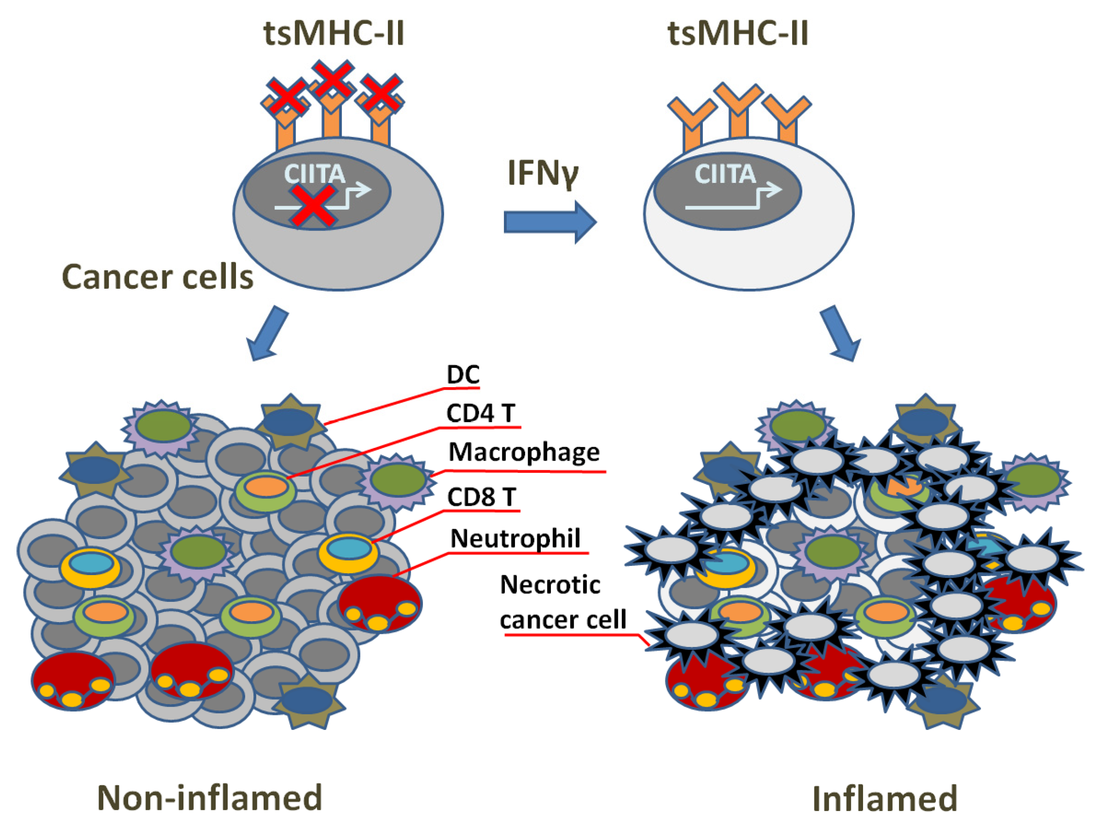 Cells 12 01882 g002 Cells 12 01882 g002