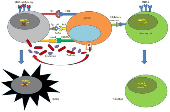 Atypical MHC class II-expressing antigen-presenting cells: can