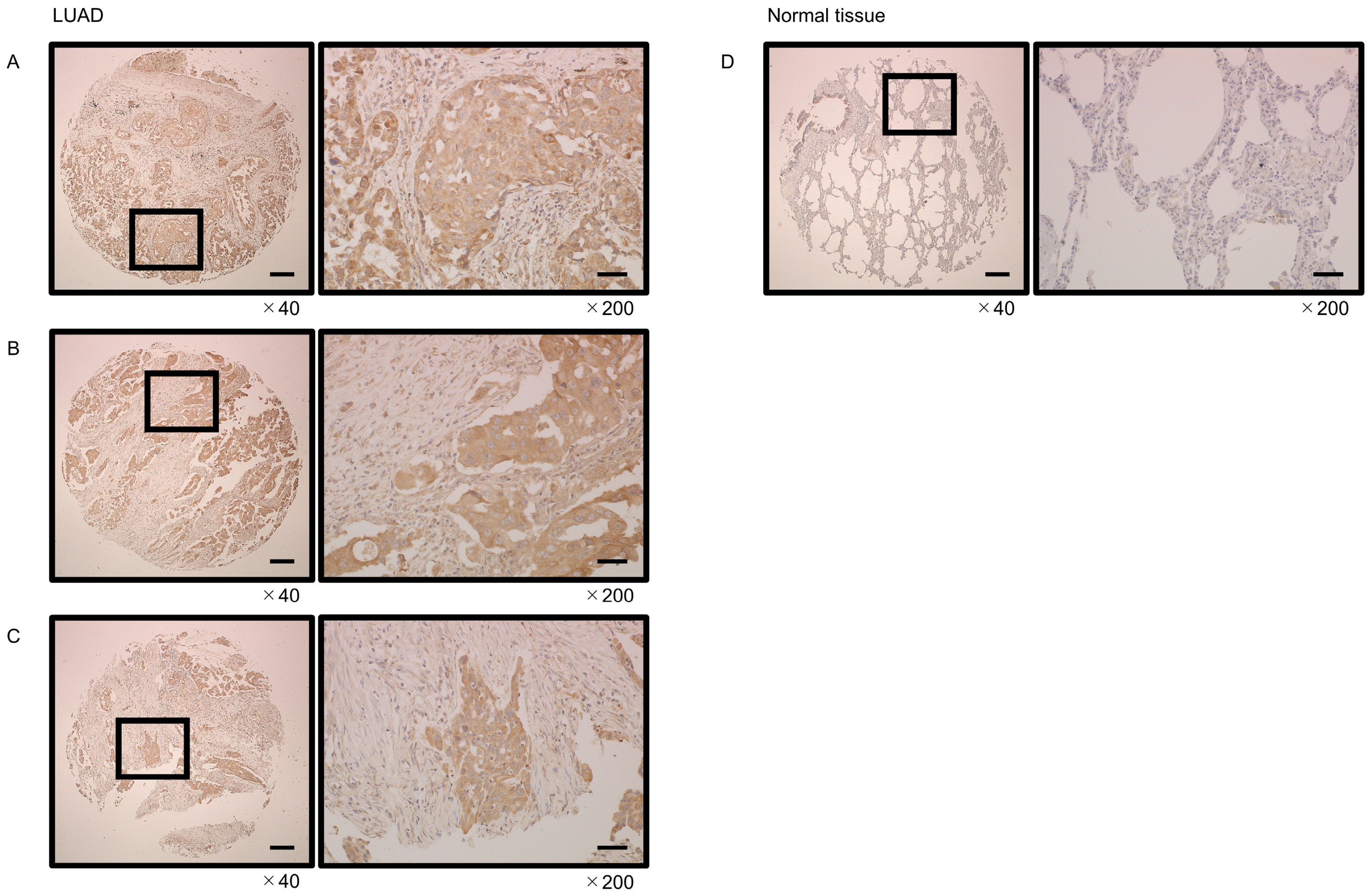 Cells 12 01885 g009 Cells 12 01885 g009