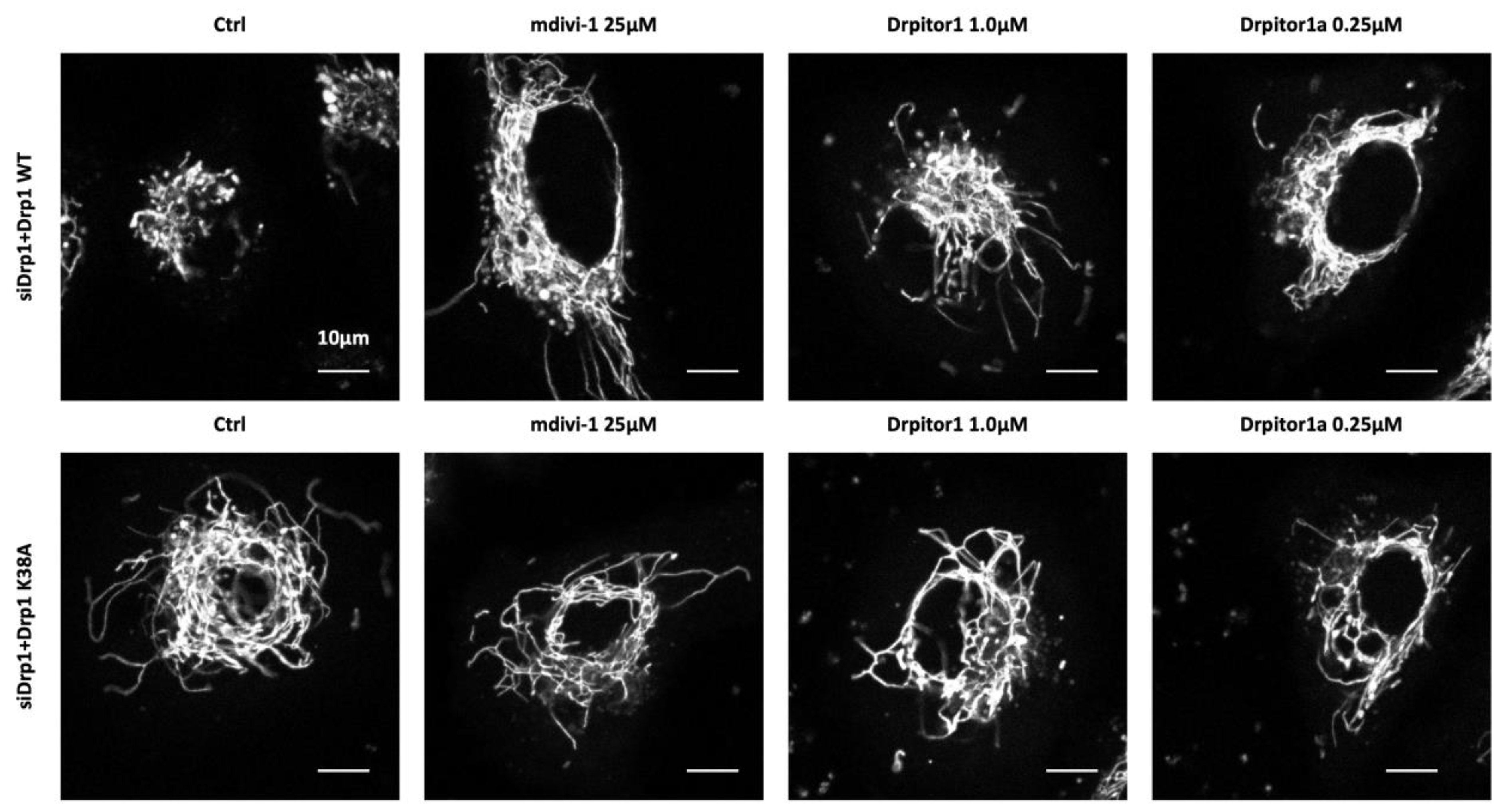 Cells 12 01897 g004 Cells 12 01897 g004