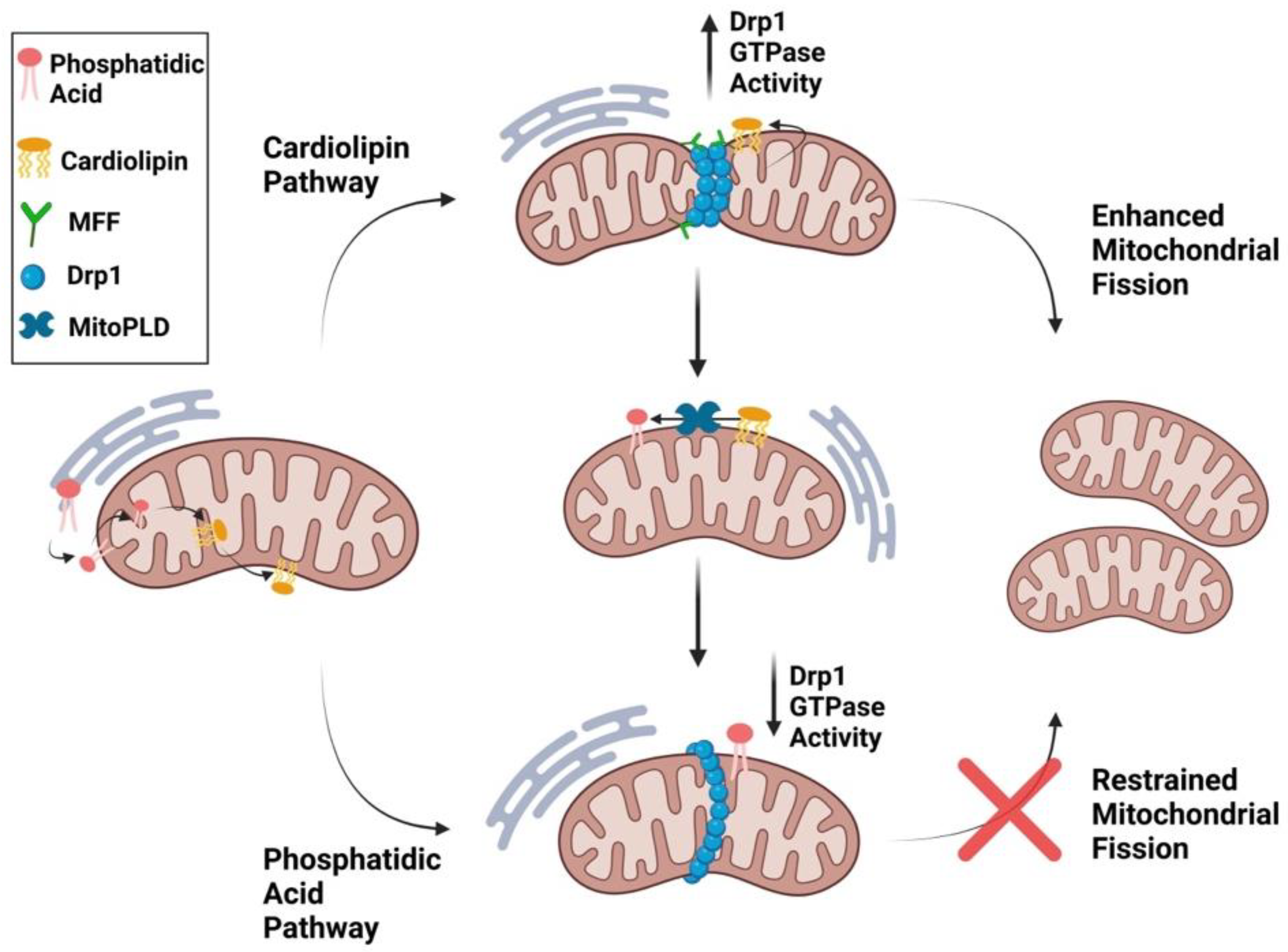 Cells 12 01897 g009 Cells 12 01897 g009