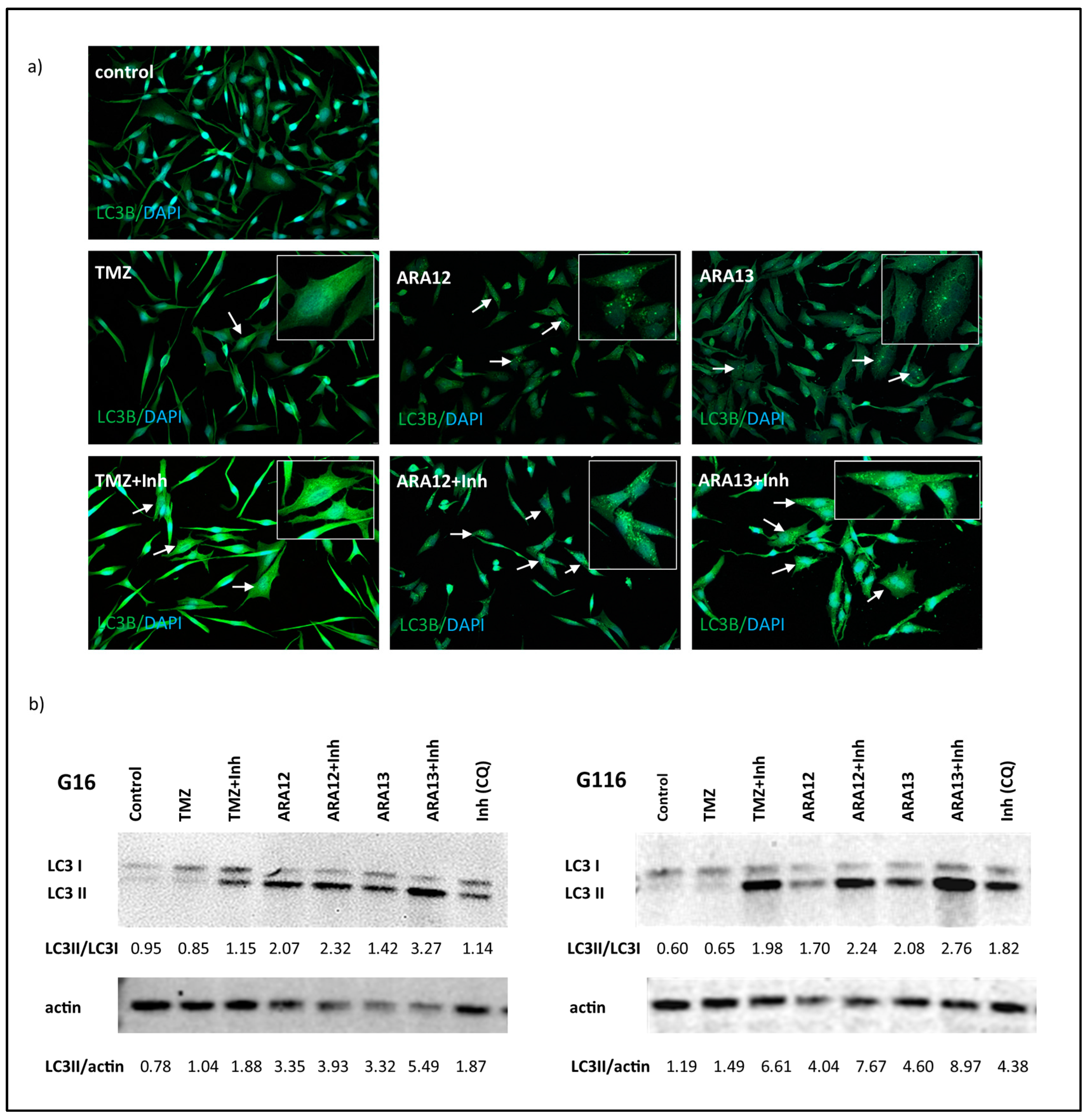 Cells 12 01906 g007 Cells 12 01906 g007