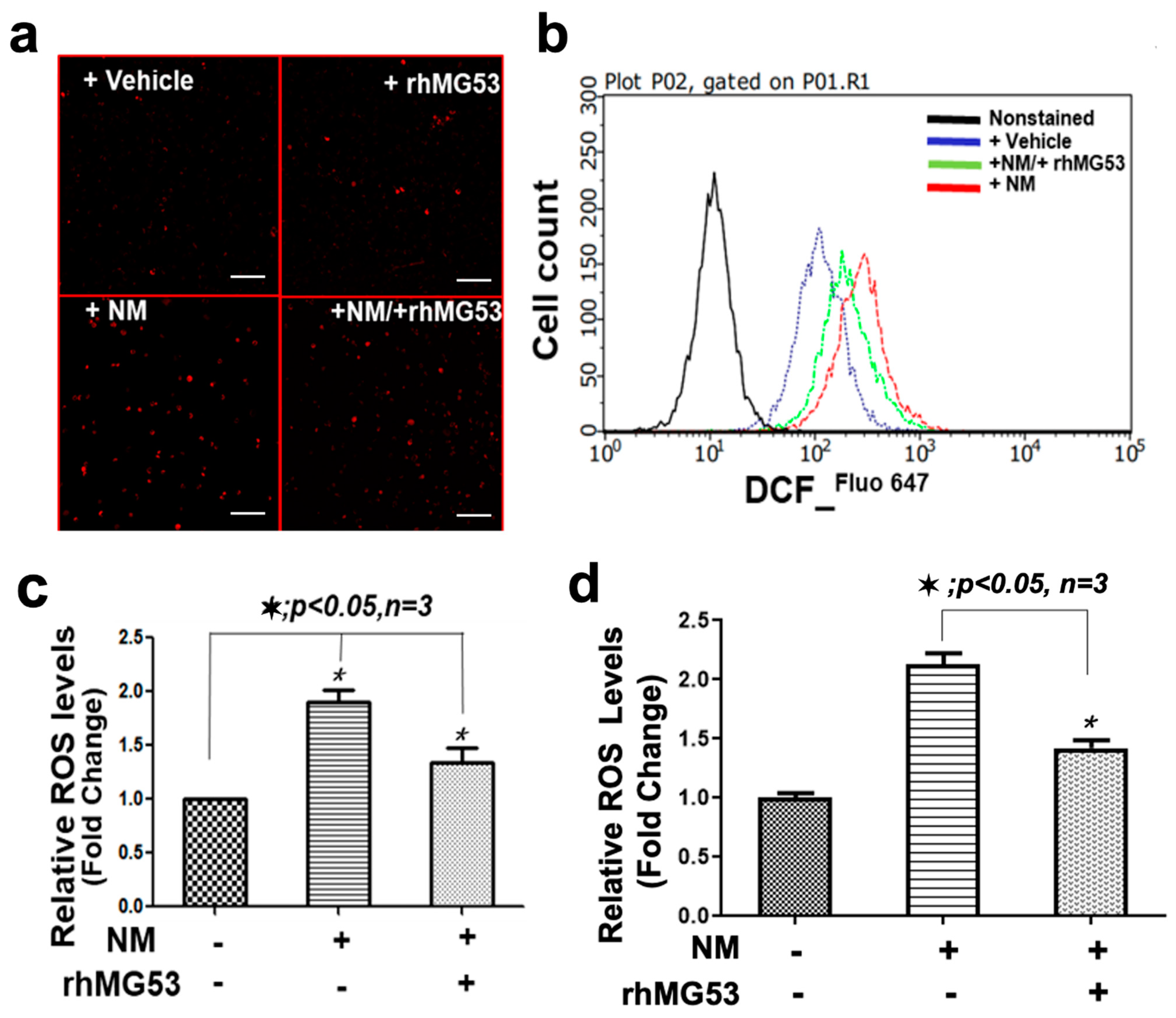 Cells 12 01915 g004 Cells 12 01915 g004