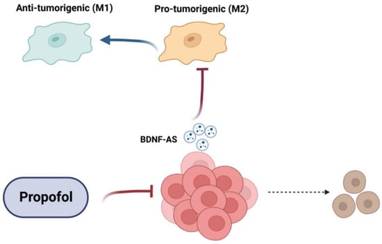 https://www.mdpi.com/cells/cells-12-01921/article_deploy/html/images/cells-12-01921-g008-550.jpg