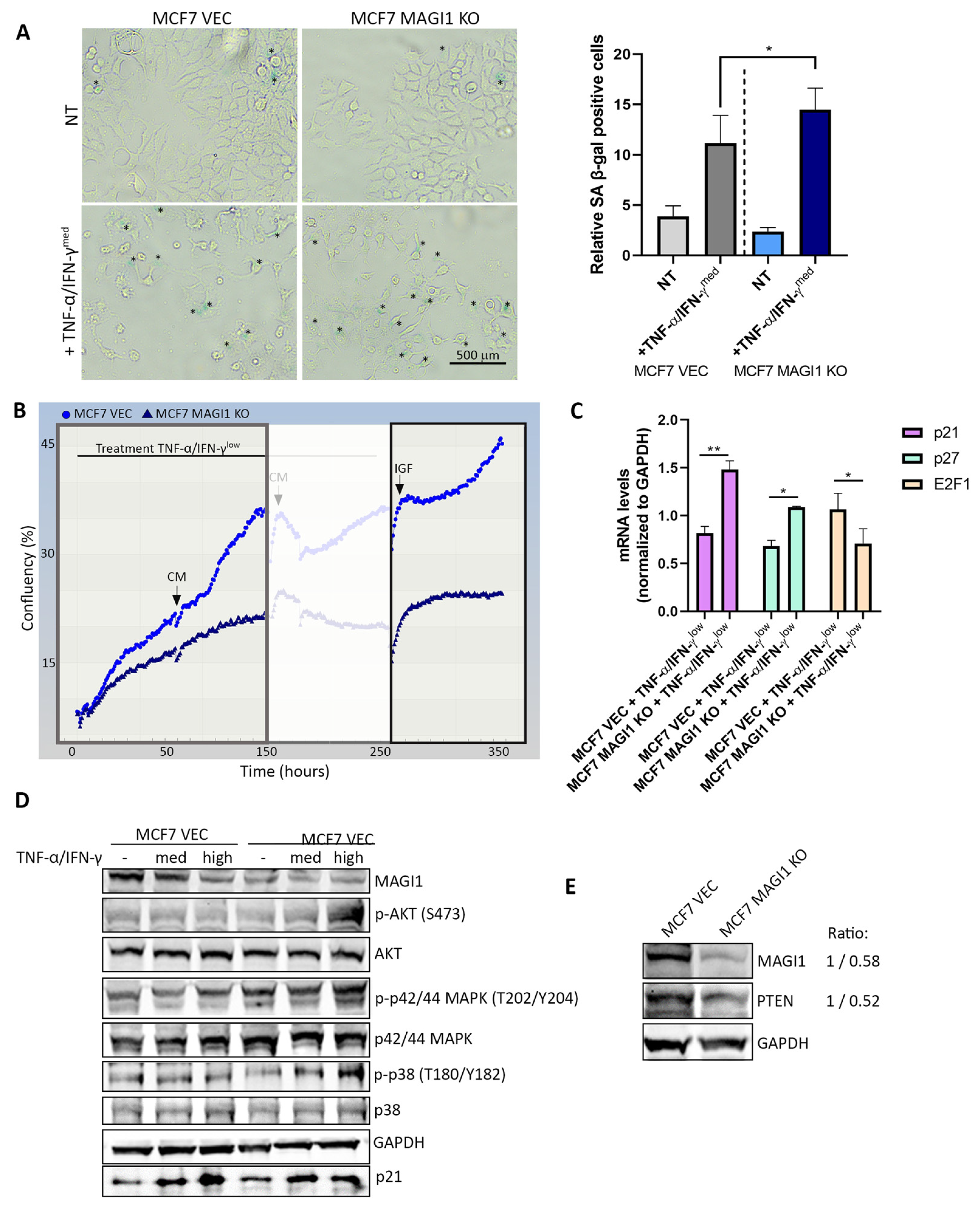 Cells 12 01929 g002 Cells 12 01929 g002