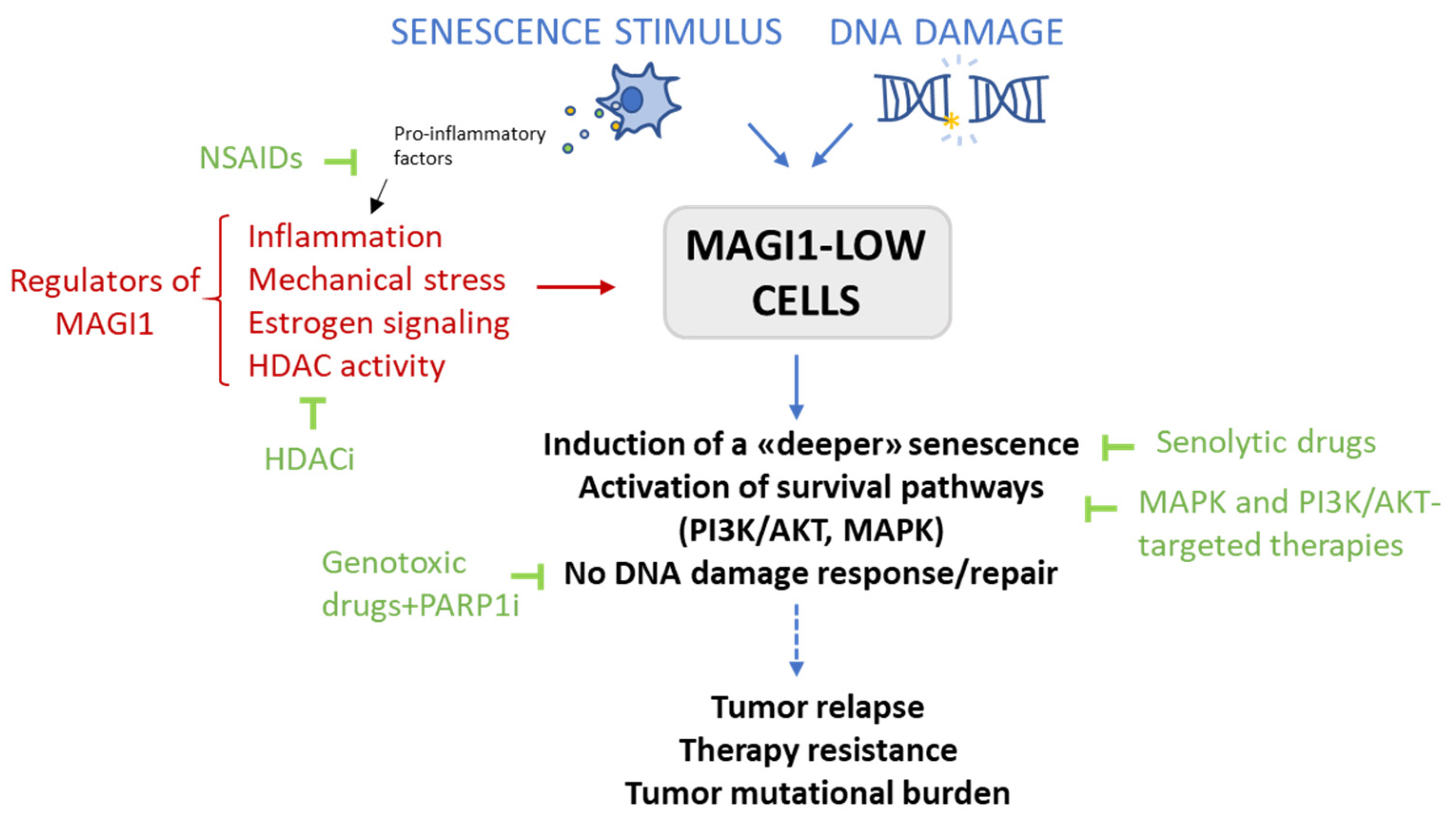 Cells 12 01929 g006 Cells 12 01929 g006