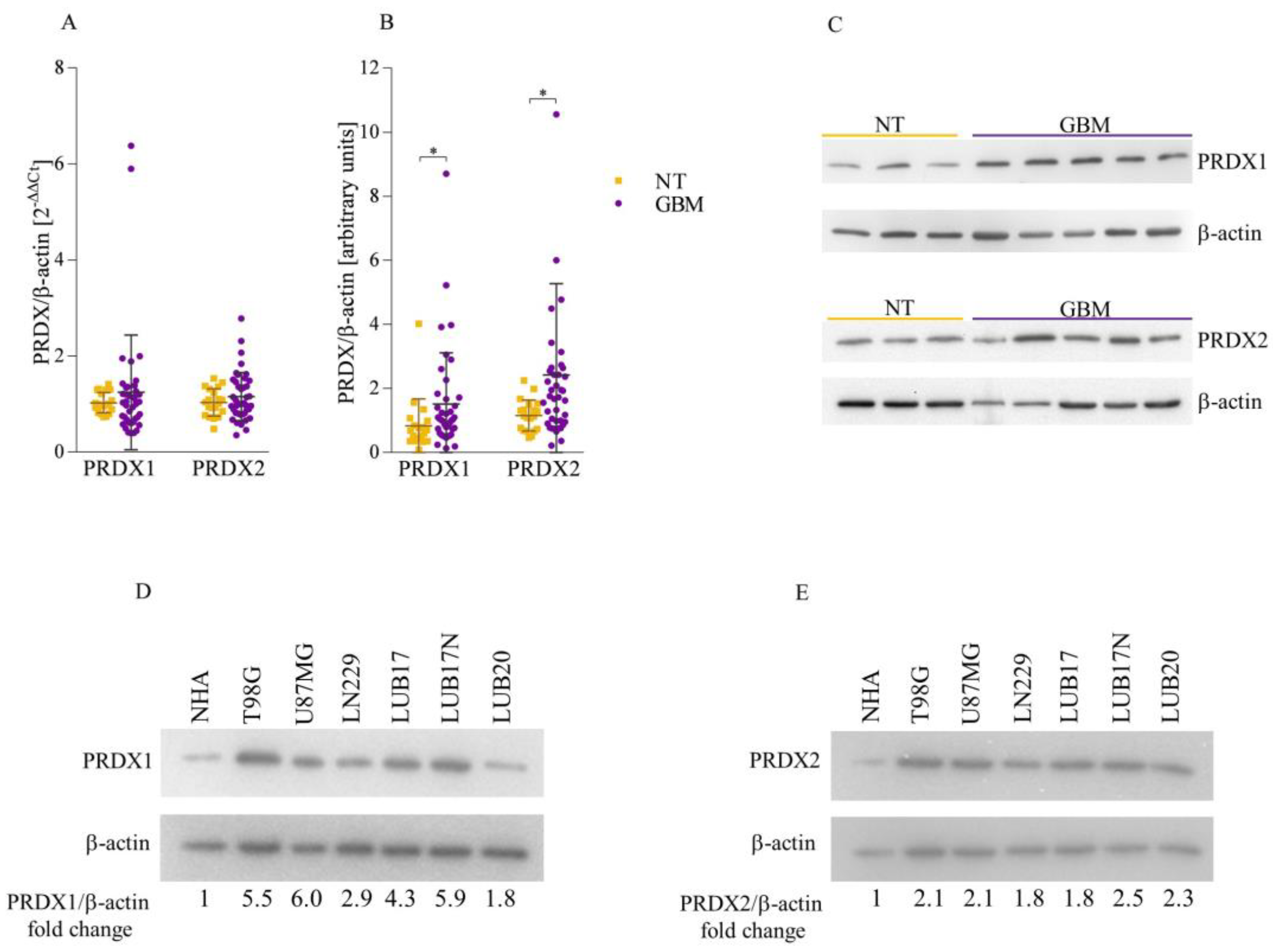Cells 12 01934 g001 Cells 12 01934 g001