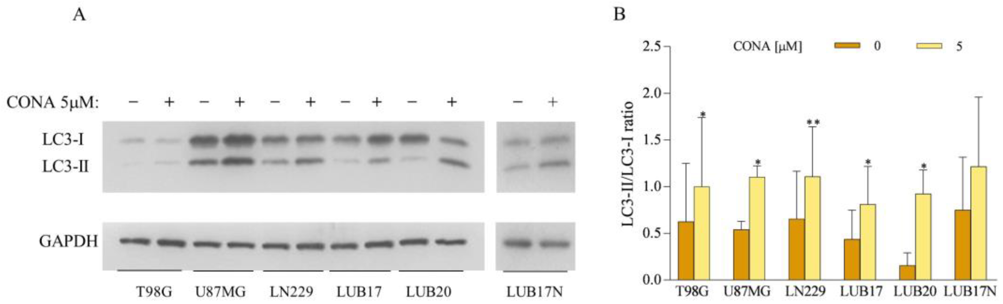Cells 12 01934 g005 Cells 12 01934 g005