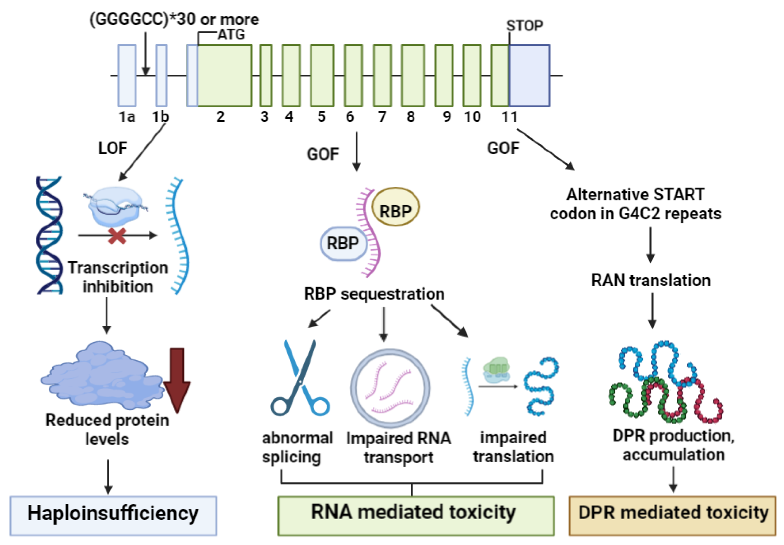 Cells 12 01948 g005 Cells 12 01948 g005