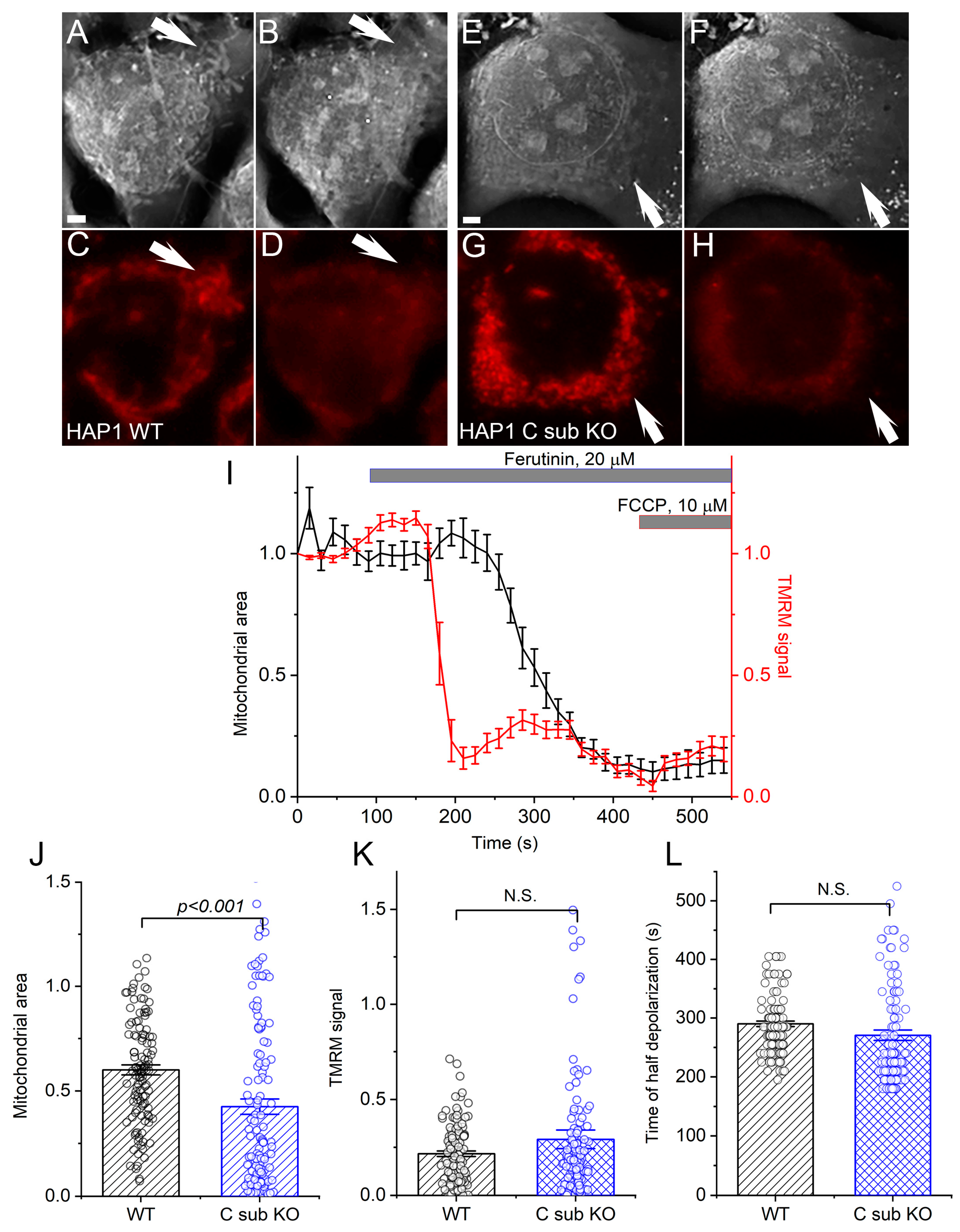 Cells 12 01950 g001 Cells 12 01950 g001