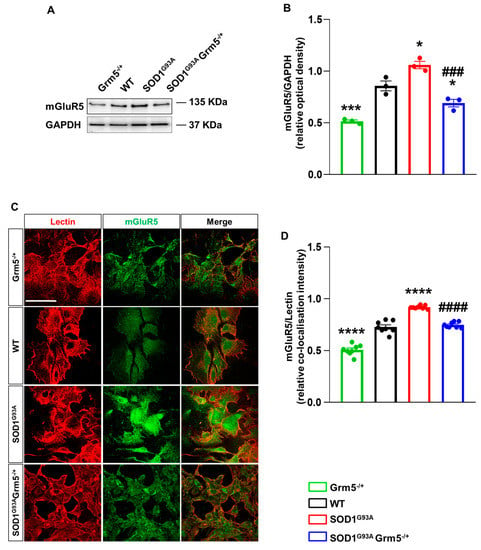 Cells Free Full Text Genetic Downregulation of the  