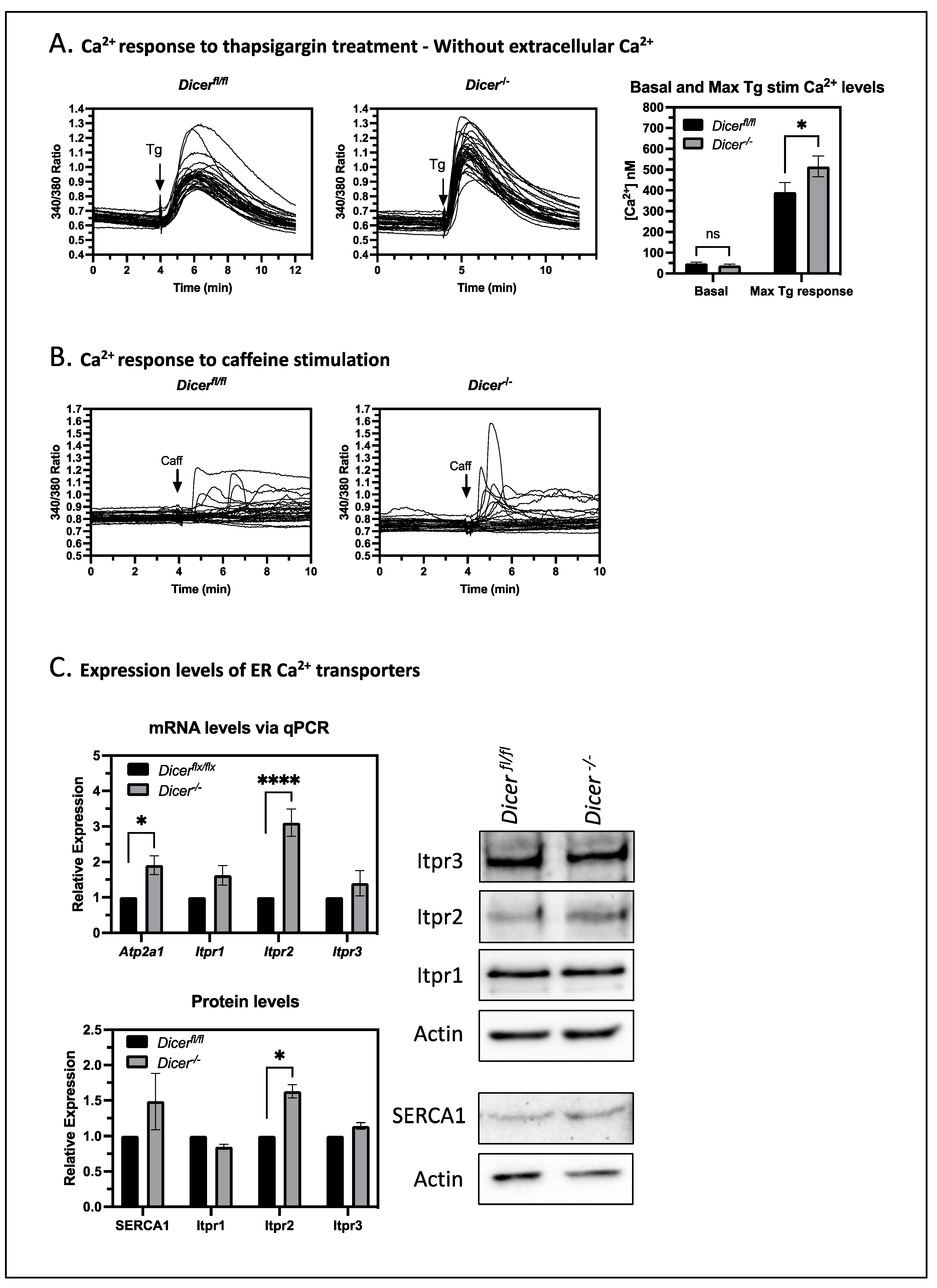 Cells 12 01957 g005 Cells 12 01957 g005