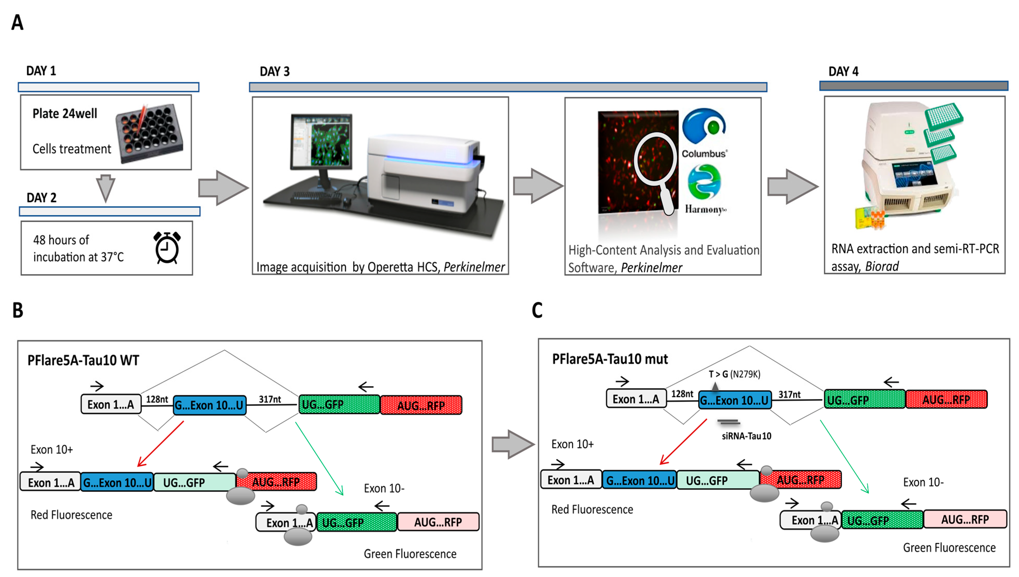 Cells 12 01959 g001 Cells 12 01959 g001