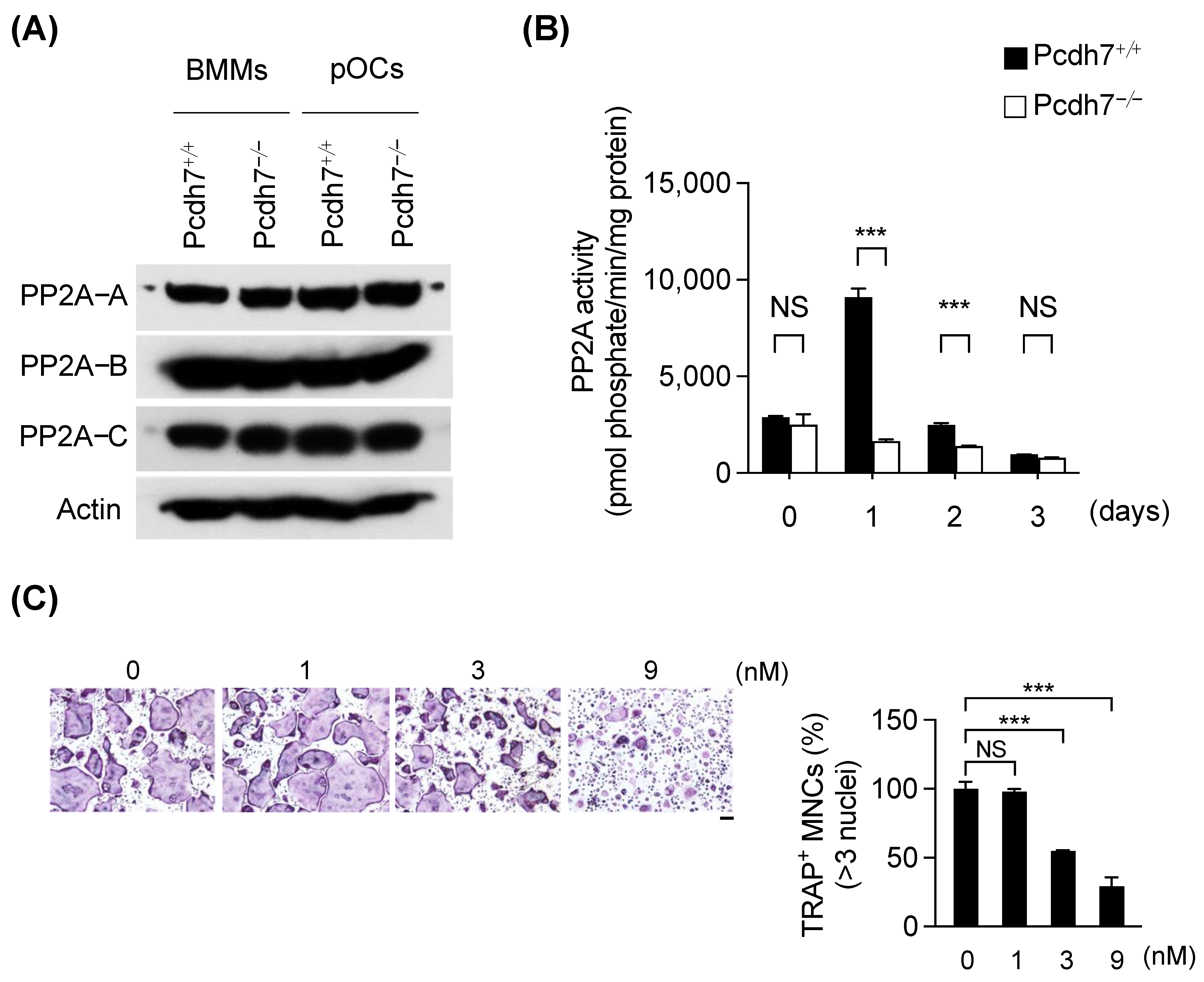 Cells 12 01967 g001 Cells 12 01967 g001