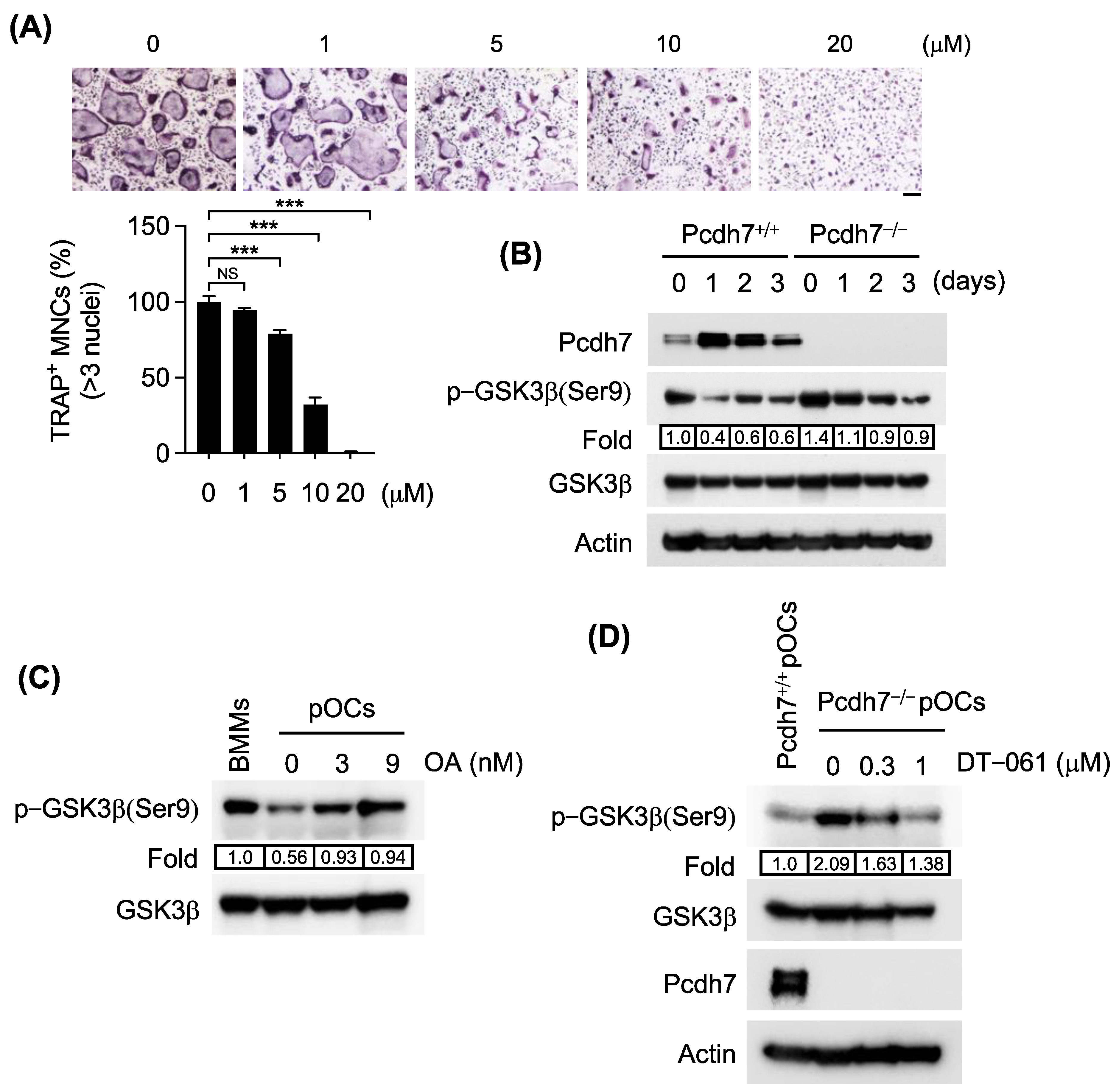 Cells 12 01967 g002 Cells 12 01967 g002