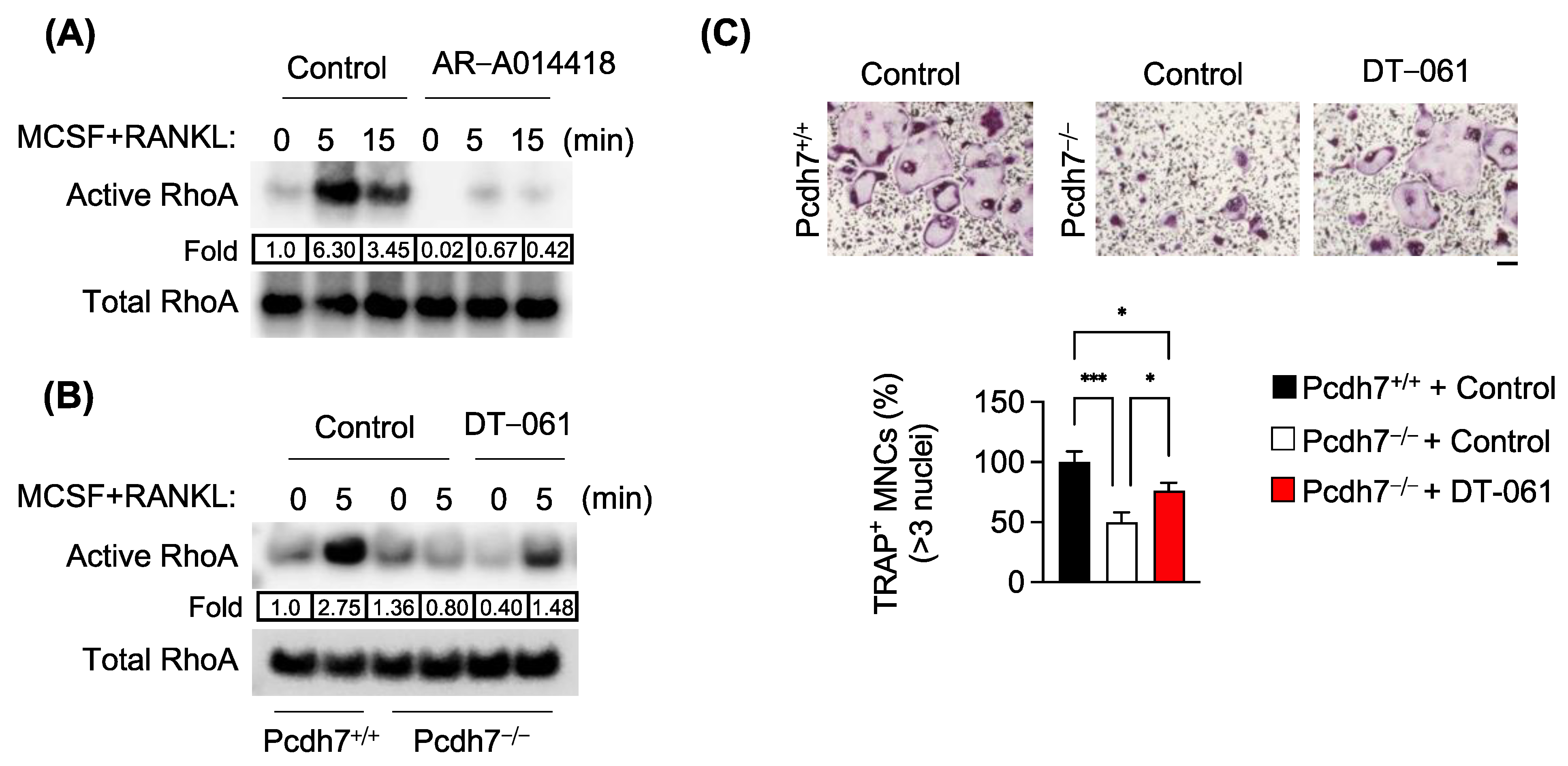 Cells 12 01967 g003 Cells 12 01967 g003