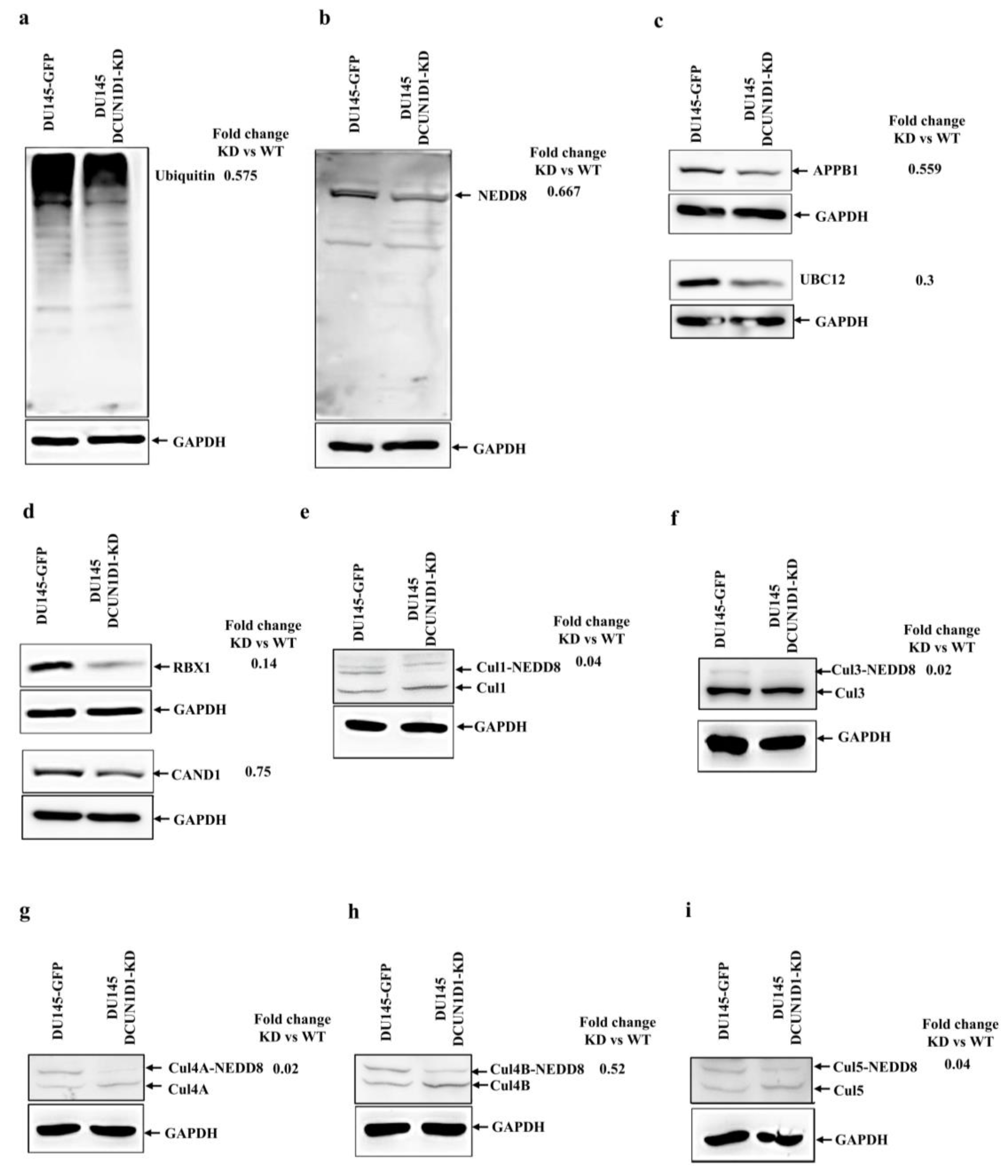 Cells 12 01973 g005 Cells 12 01973 g005