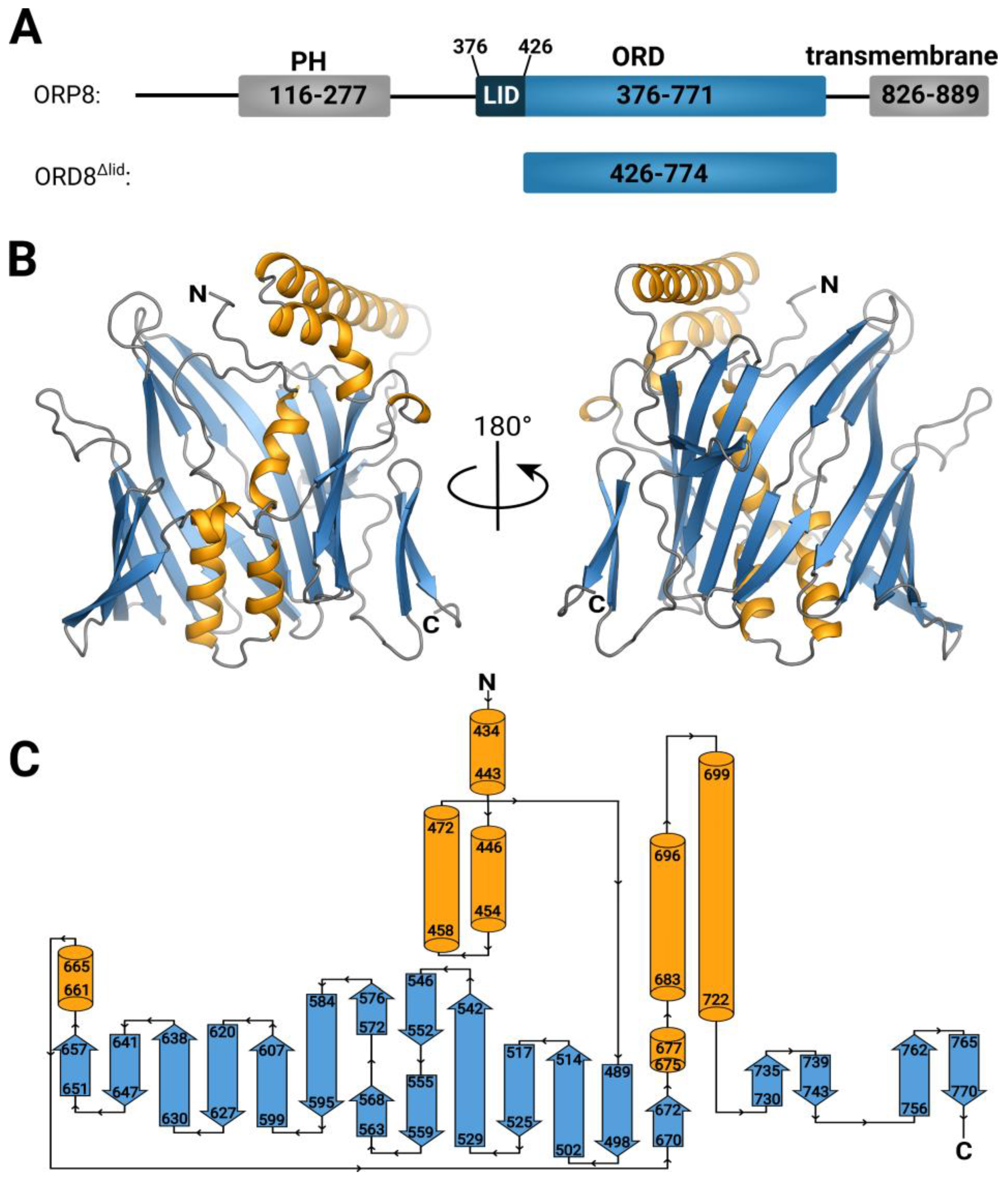 Cells | Free Full-Text | Crystal Structure of the ORP8 Lipid Transport ORD  Domain: Model of Lipid Transport
