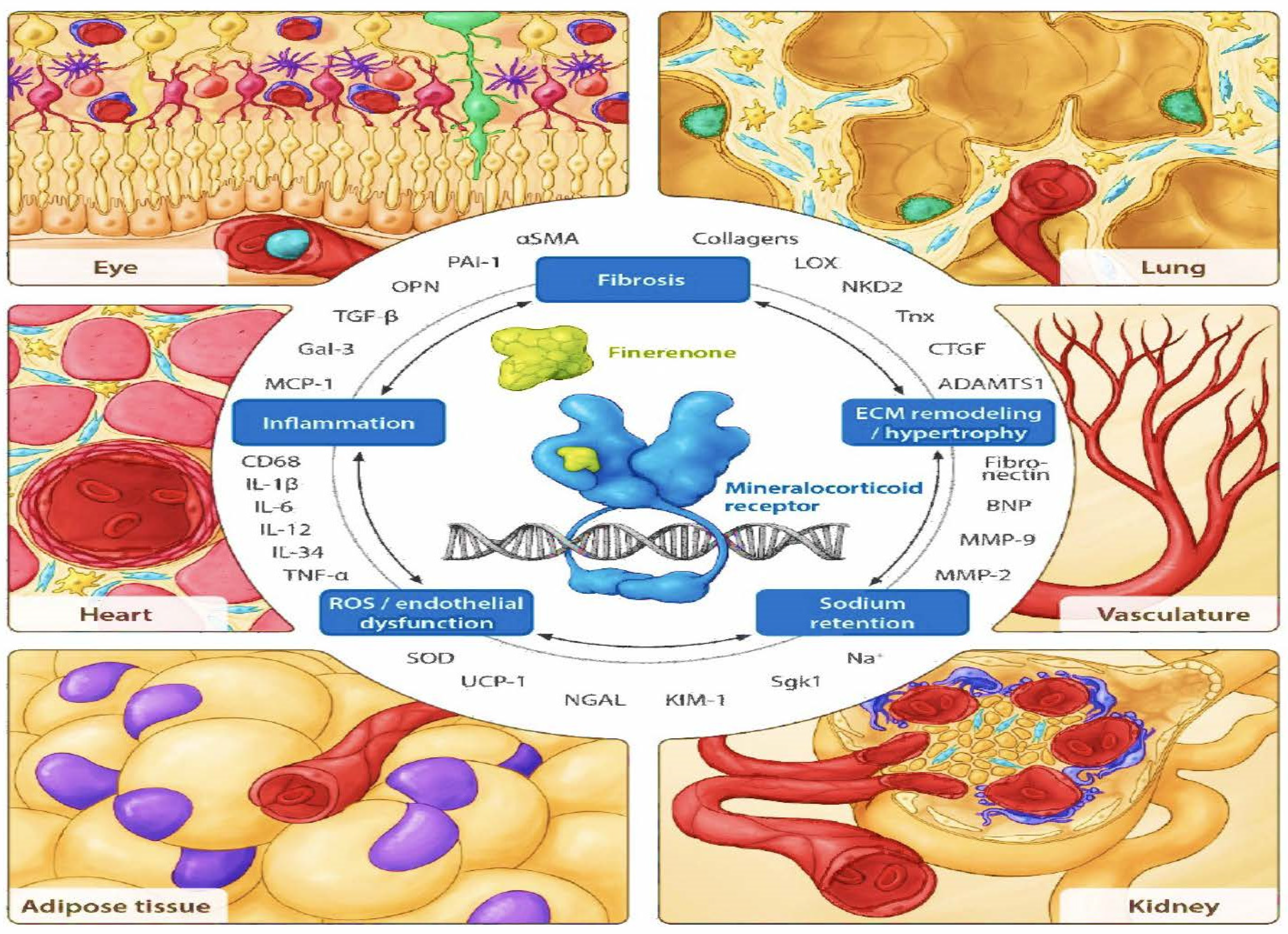 Cells 12 01975 g004 Cells 12 01975 g004