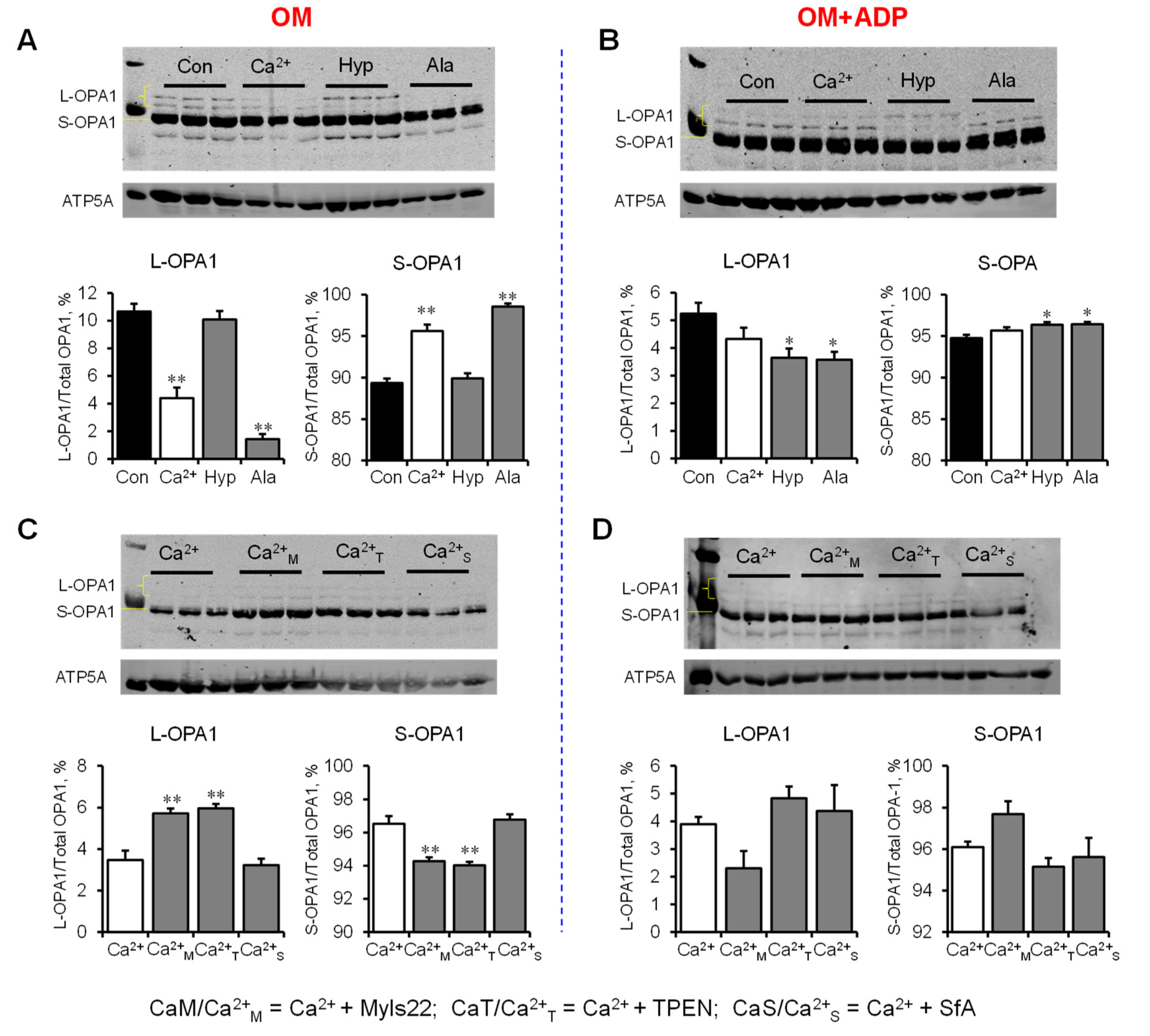 Cells | Free Full-Text | The Role of Swelling in the Regulation of OPA1 ...