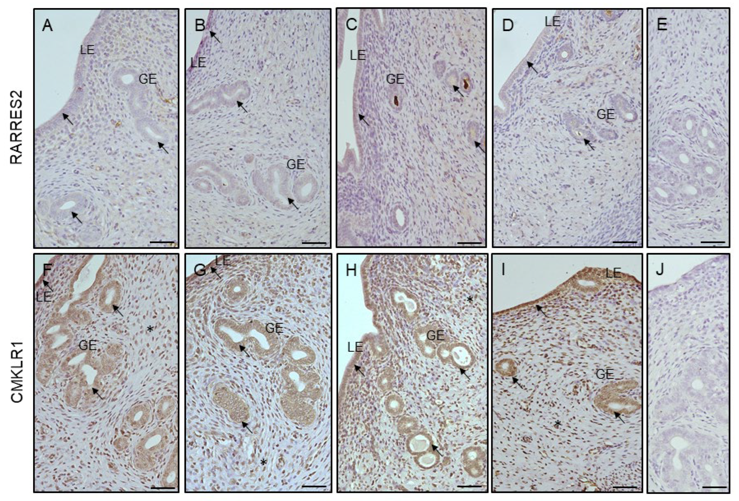 Cells 12 02026 g006a Cells 12 02026 g006a