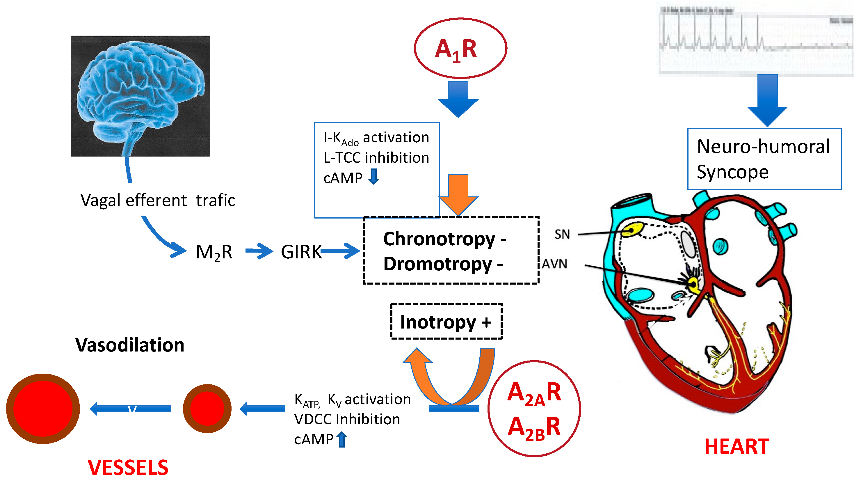 Cells 12 02027 g004 Cells 12 02027 g004