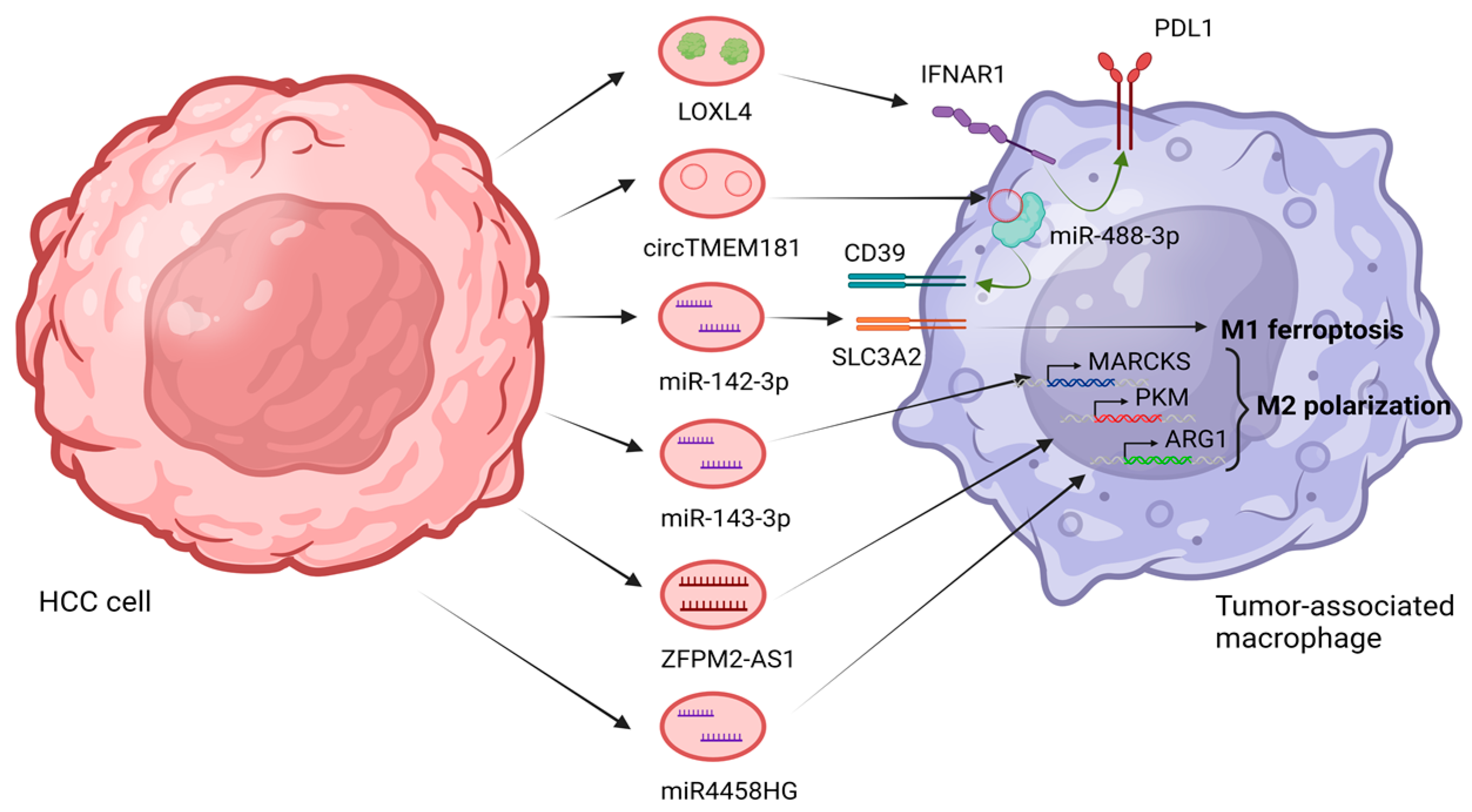 Cells 12 02036 g003 Cells 12 02036 g003