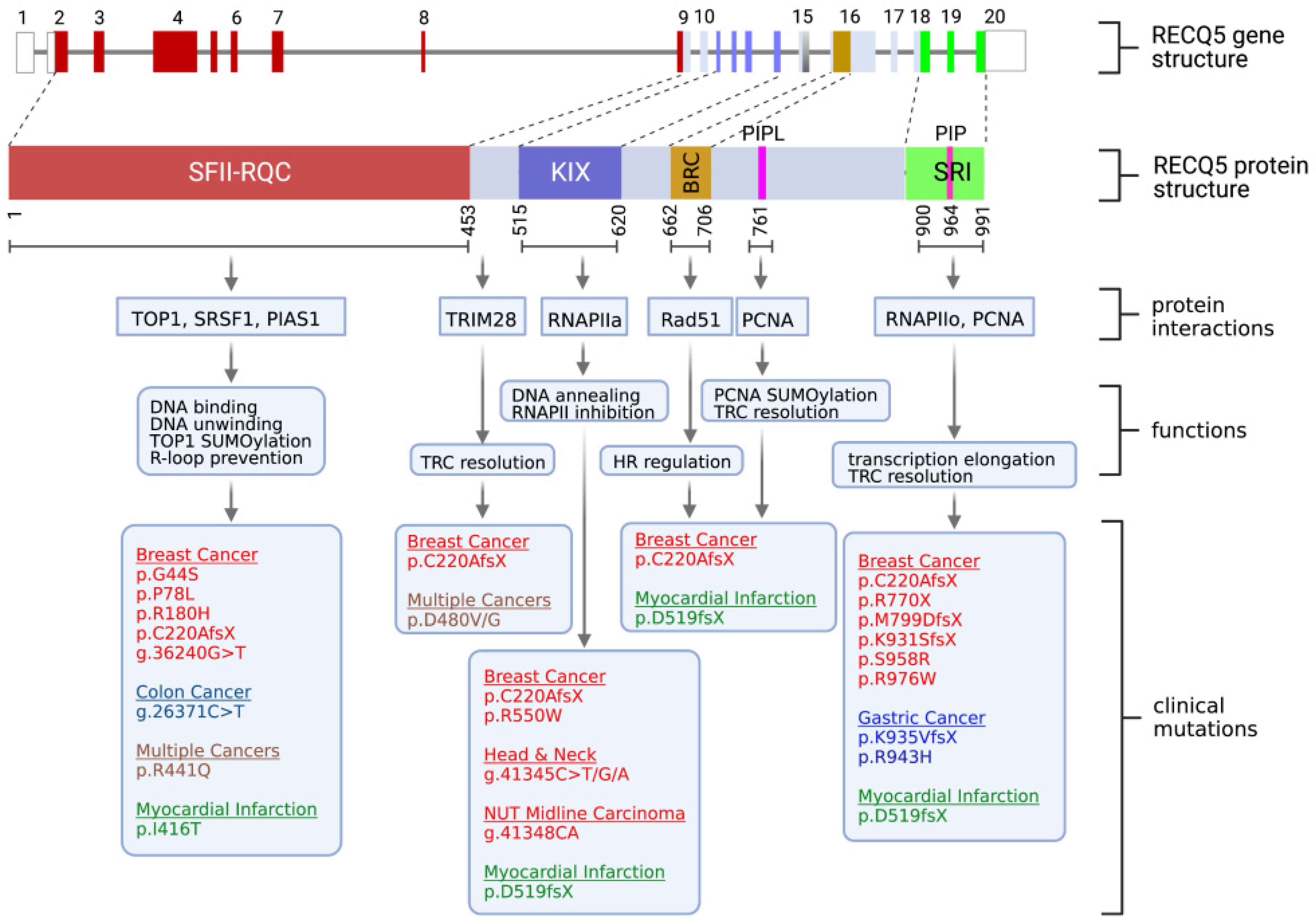 Cells Free Full Text Understanding the Human RECQ5