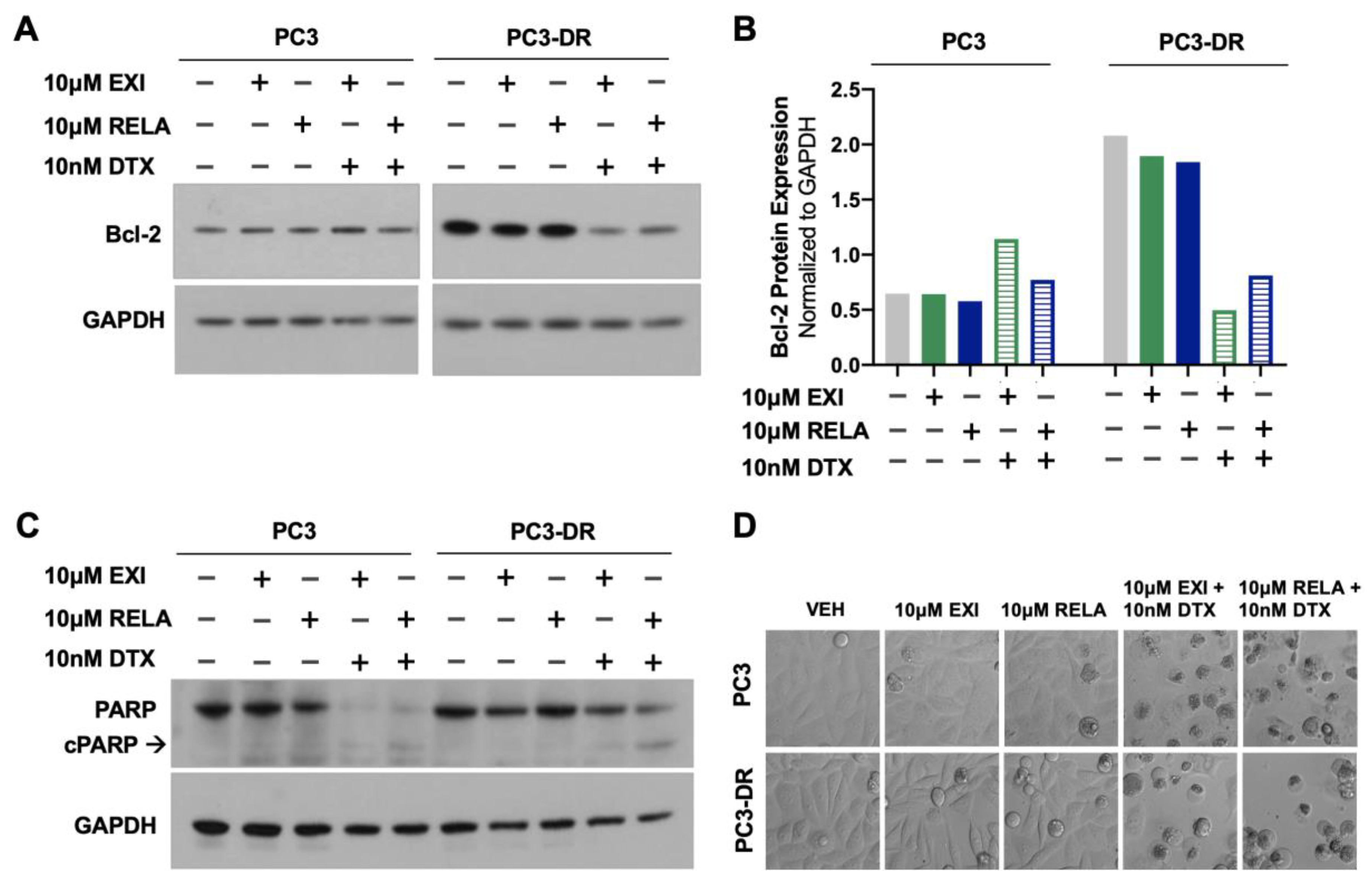 Cells 12 02046 g010 Cells 12 02046 g010