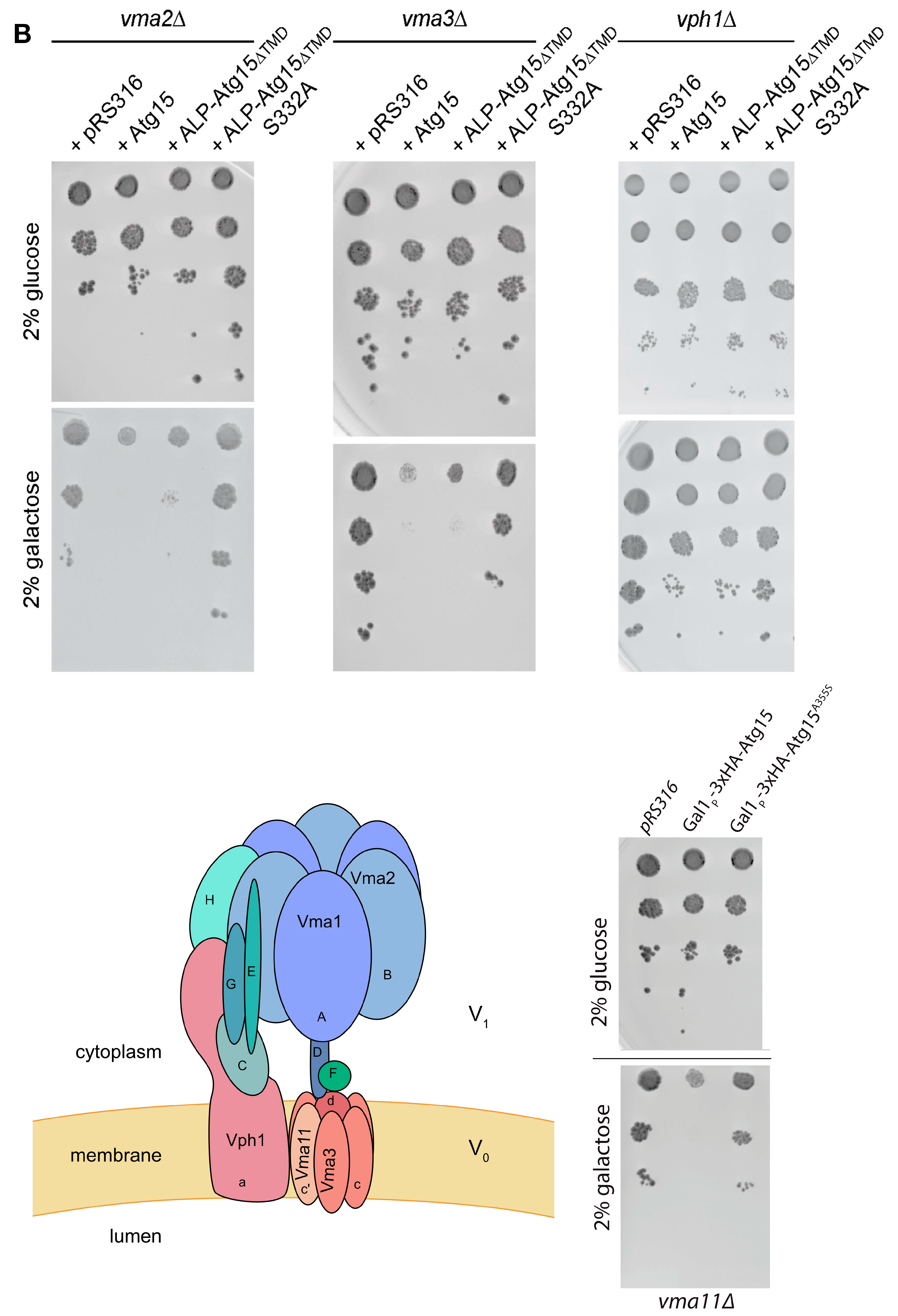 Cells 12 02056 g006b
