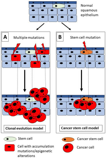 Cells | Free Full-Text | The Role of Hedgehog Signaling Pathway in