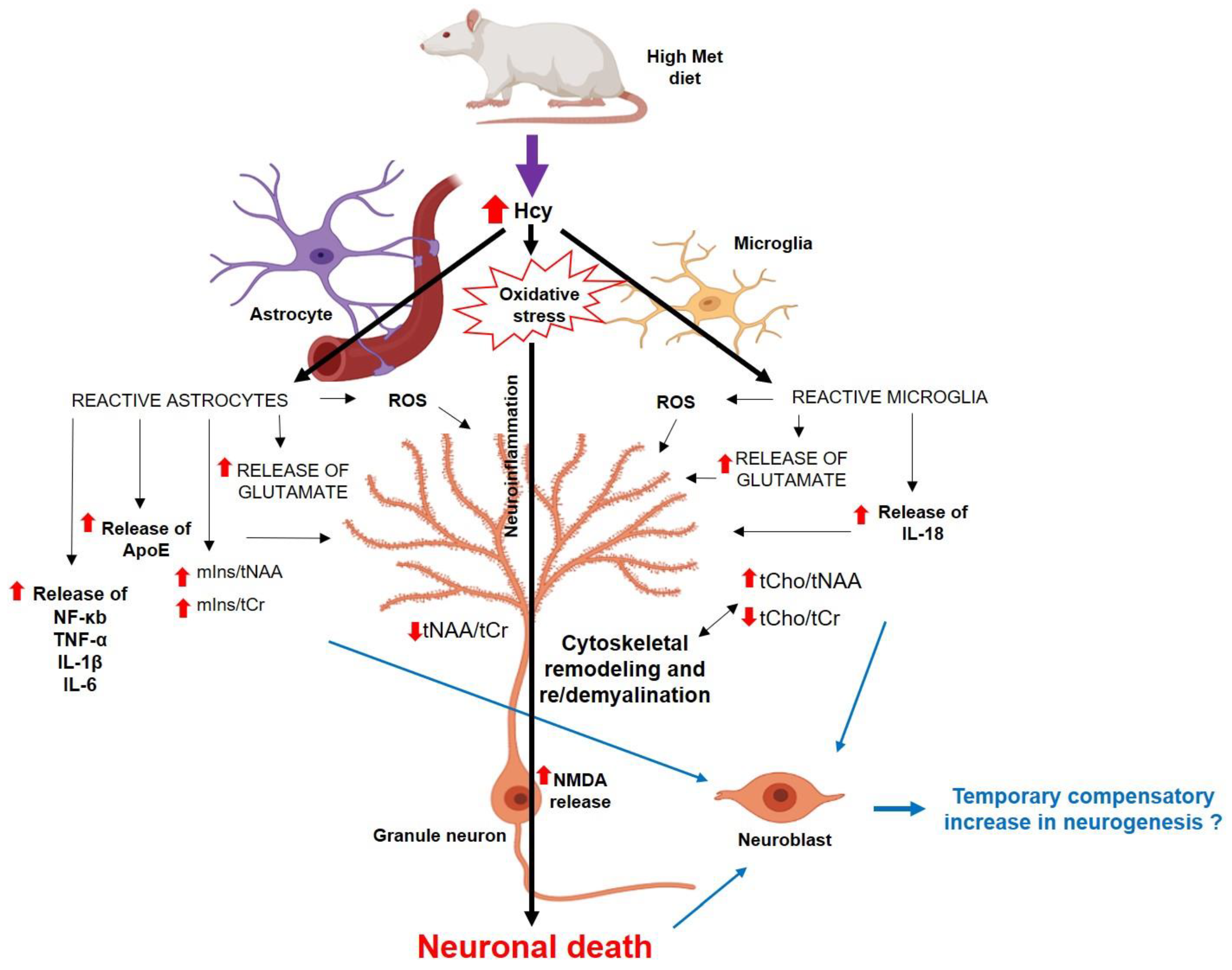 Cells 12 02087 g011 Cells 12 02087 g011