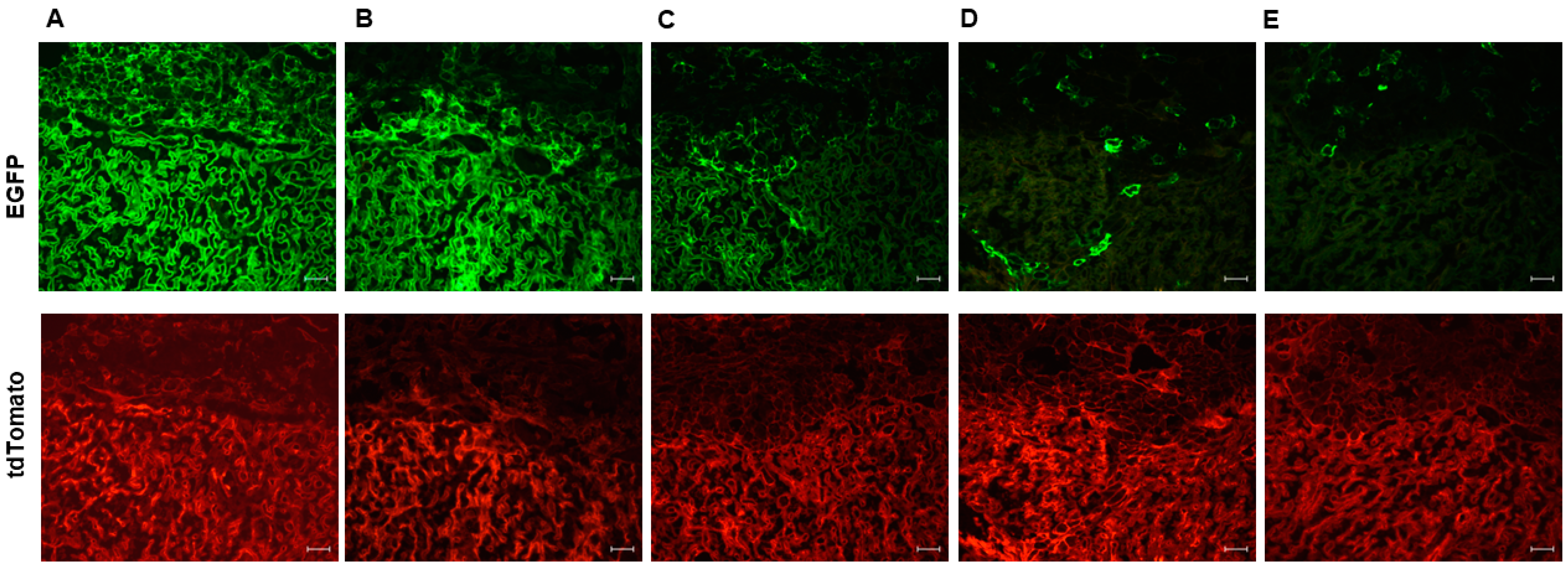 Cells 12 02096 g002 Cells 12 02096 g002