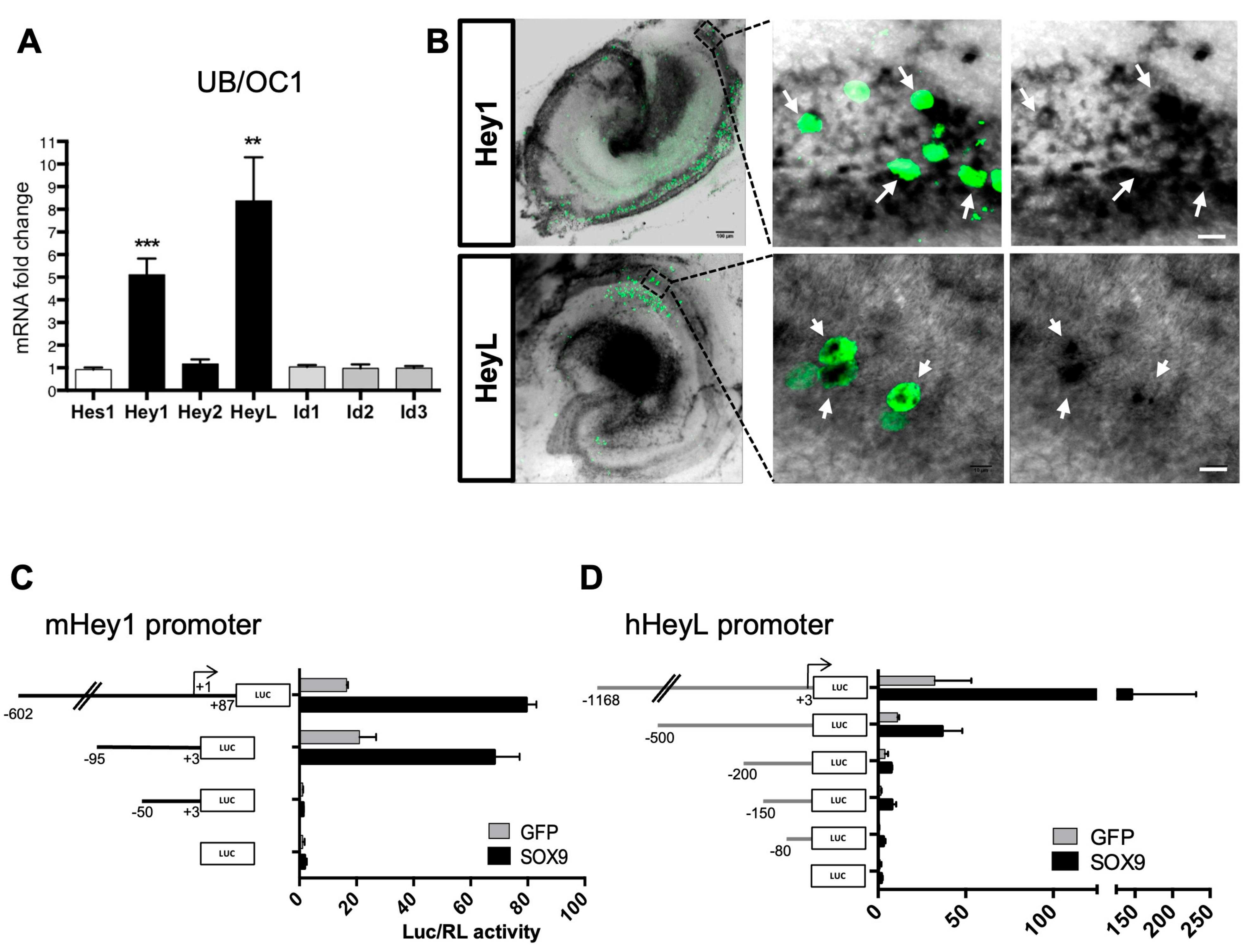 Cells 12 02148 g004 Cells 12 02148 g004